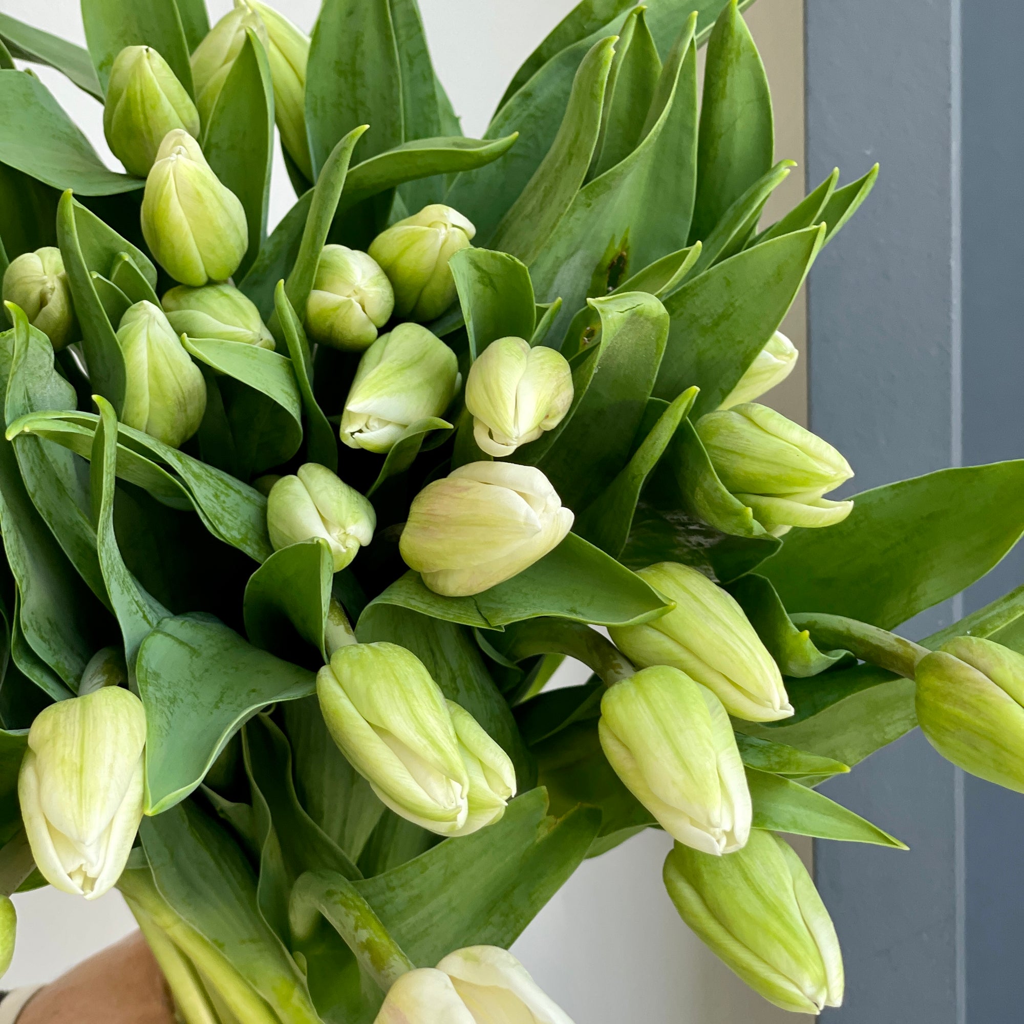 Tulips - Freewheeler White