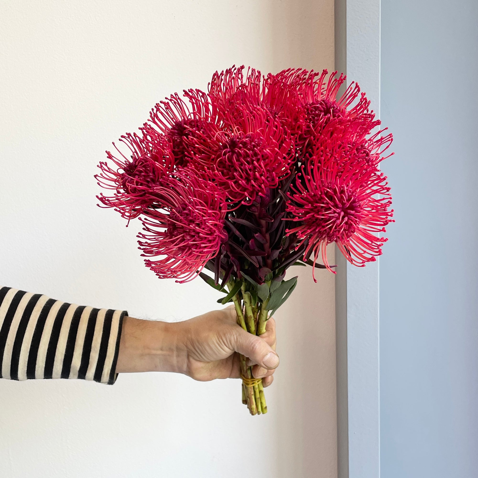 Leucospermum - Dyed Erica Hot Pink