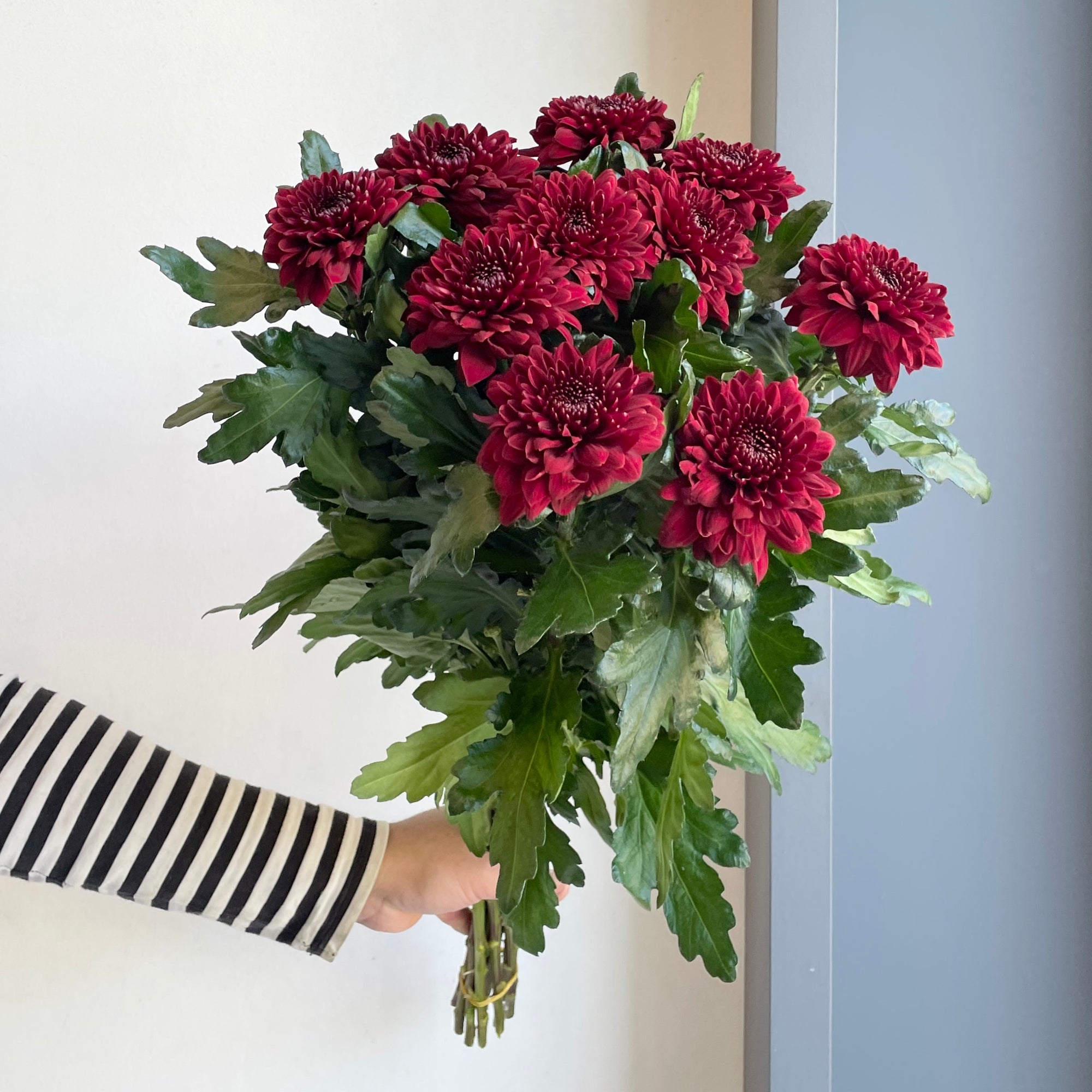 Chrysanthemums - Pip Red