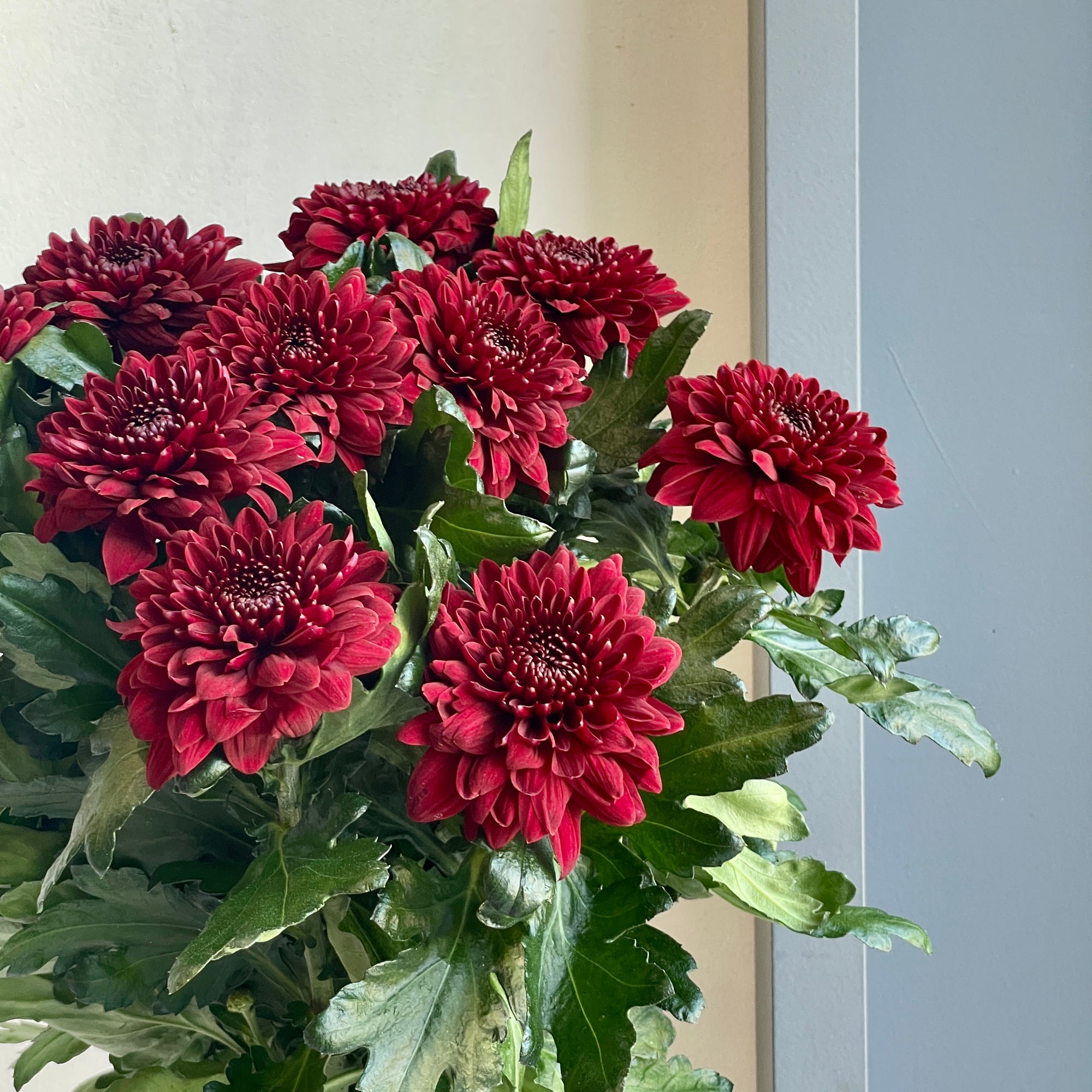 Chrysanthemums - Pip Red