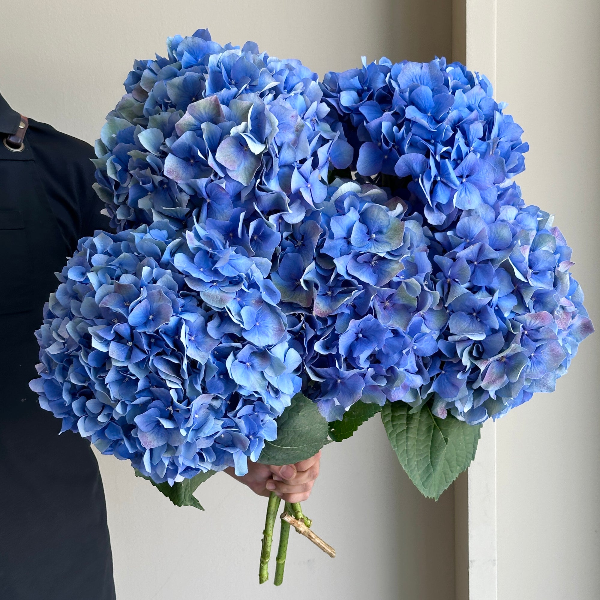 Hydrangeas - Pimpernel Classic