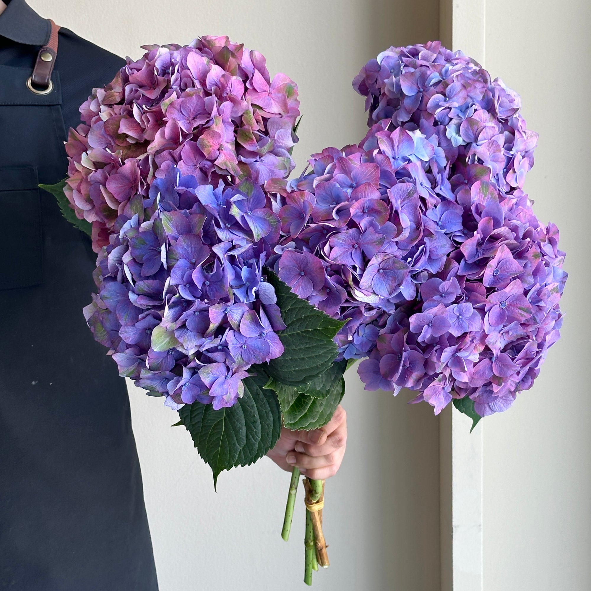 Hydrangeas - Midnight Sky