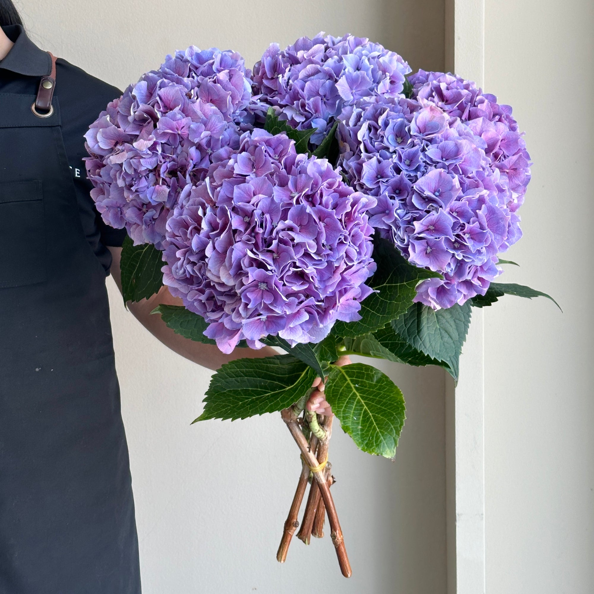 Hydrangeas - Cassanova Purple