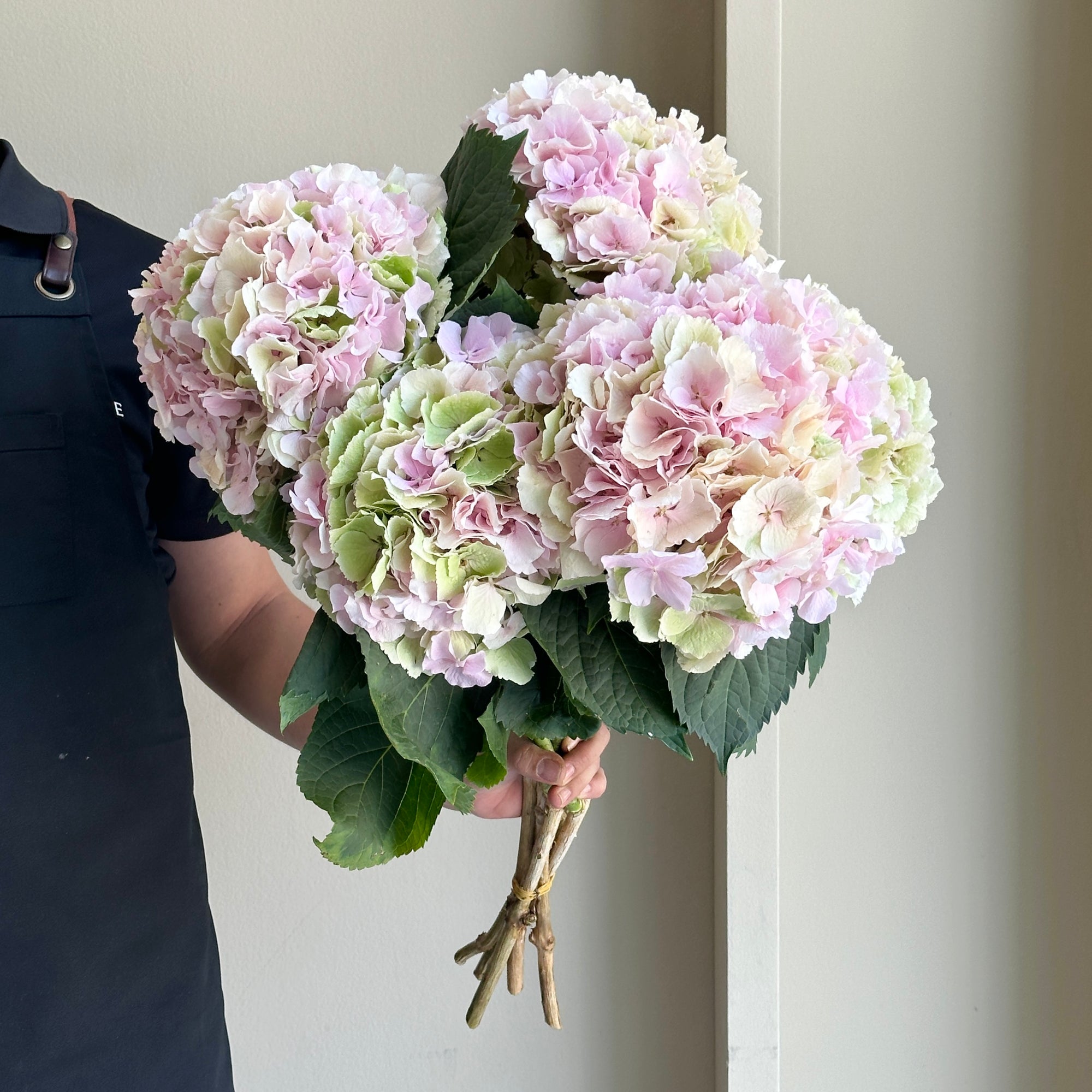 Hydrangea - Champagne Verena Classic