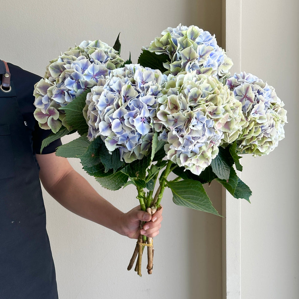 Hydrangeas - Ov Classic