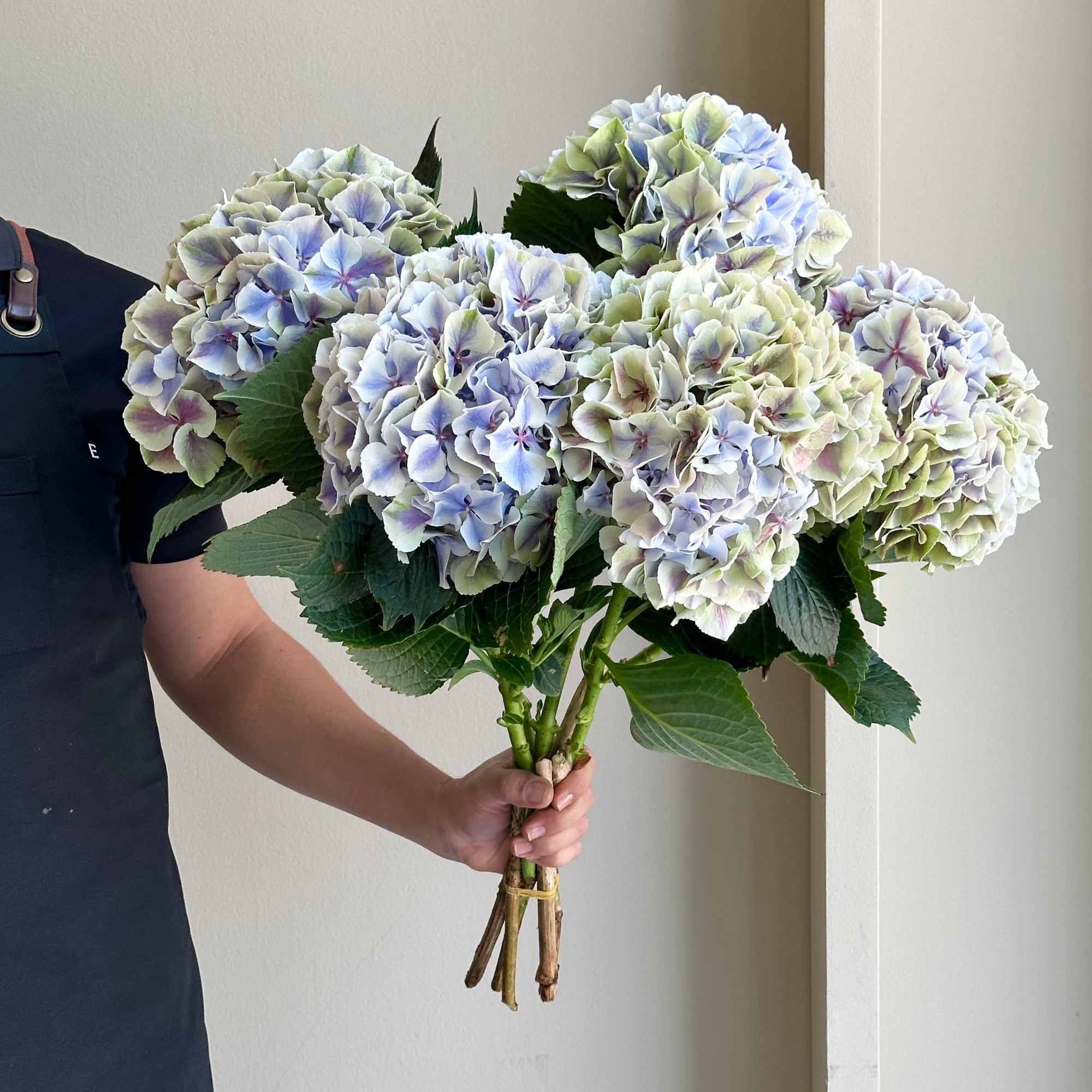 Hydrangeas - Ov Classic