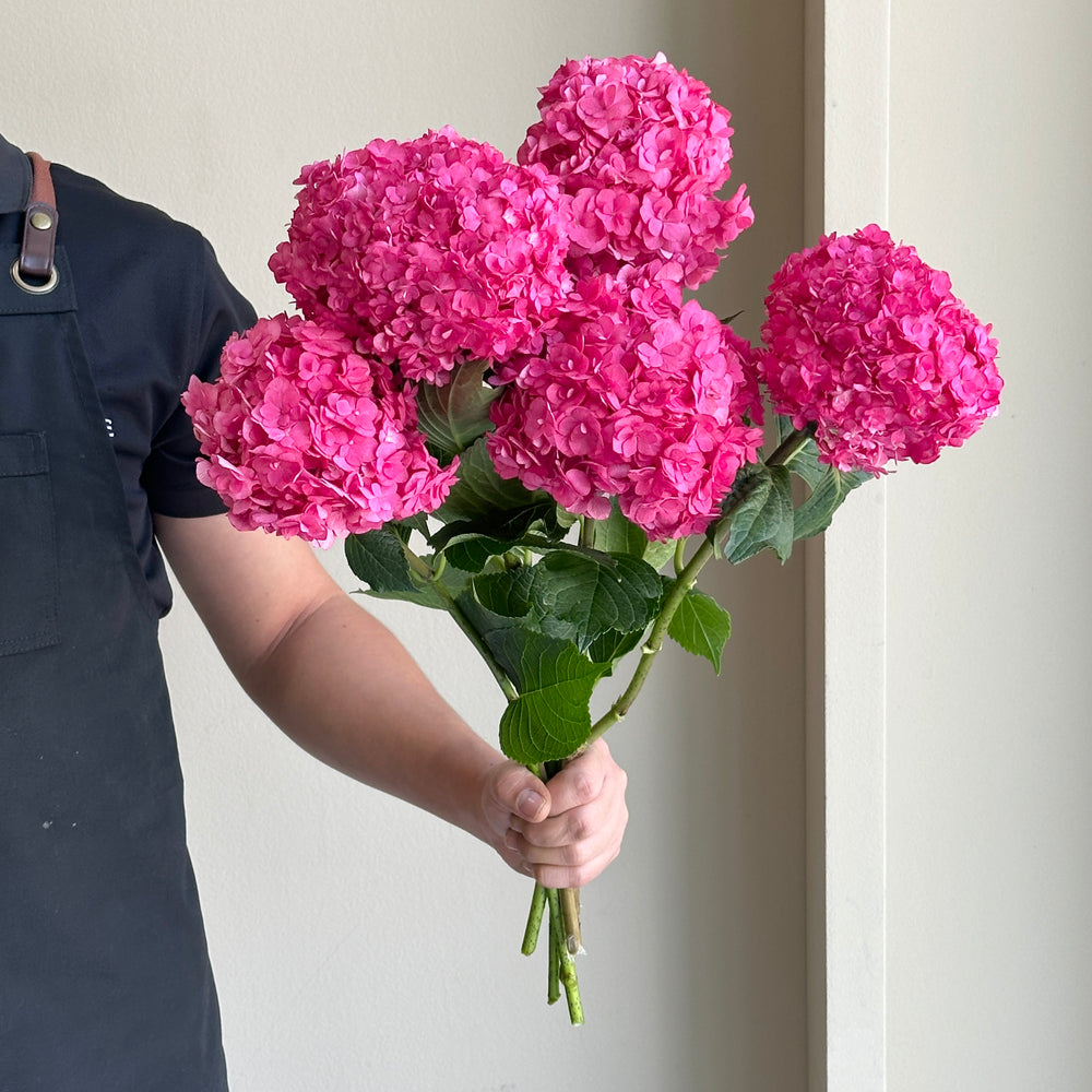 Hydrangeas - Royal Anastasia (Lollipop)