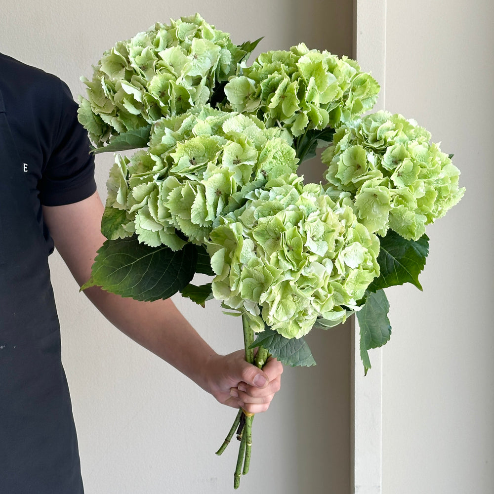 Hydrangeas - Magical Emerald Classic