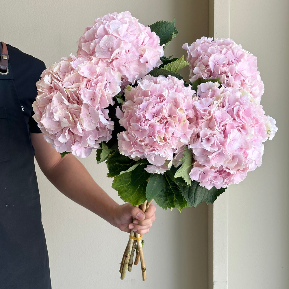 Hydrangeas - Verena Pink