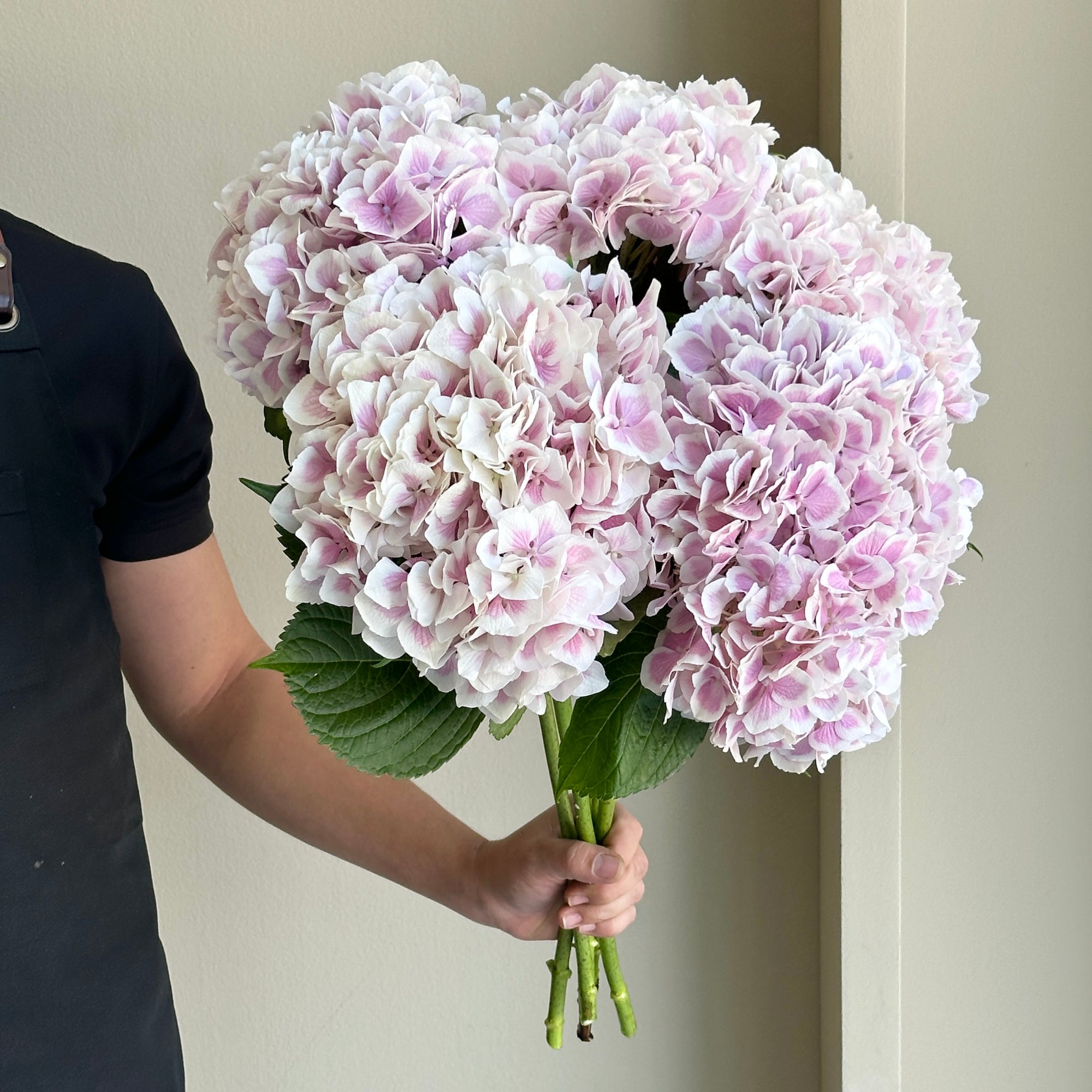 Hydrangeas - Old Dutch Lavender