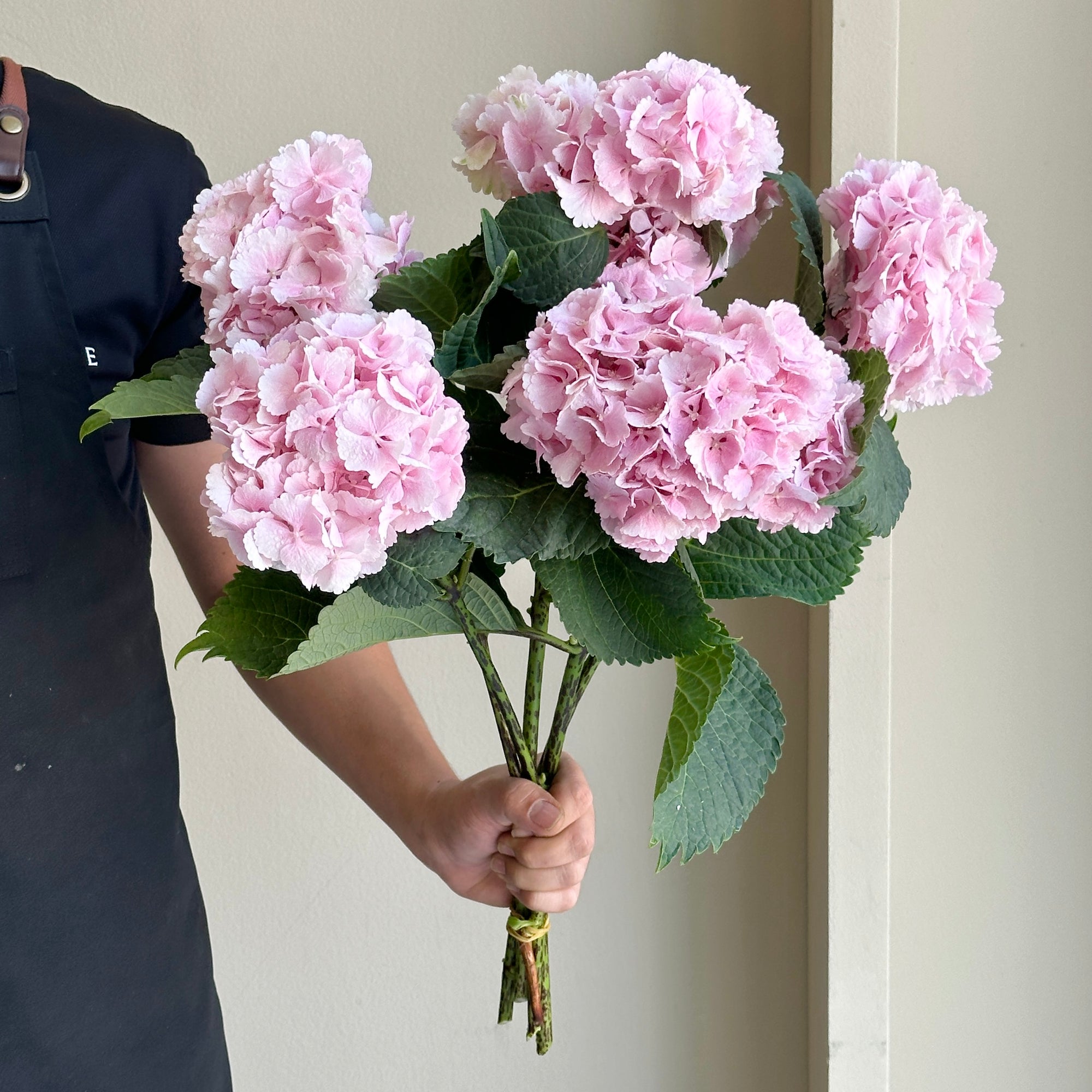 Hydrangeas - Champagne (Lollipop)