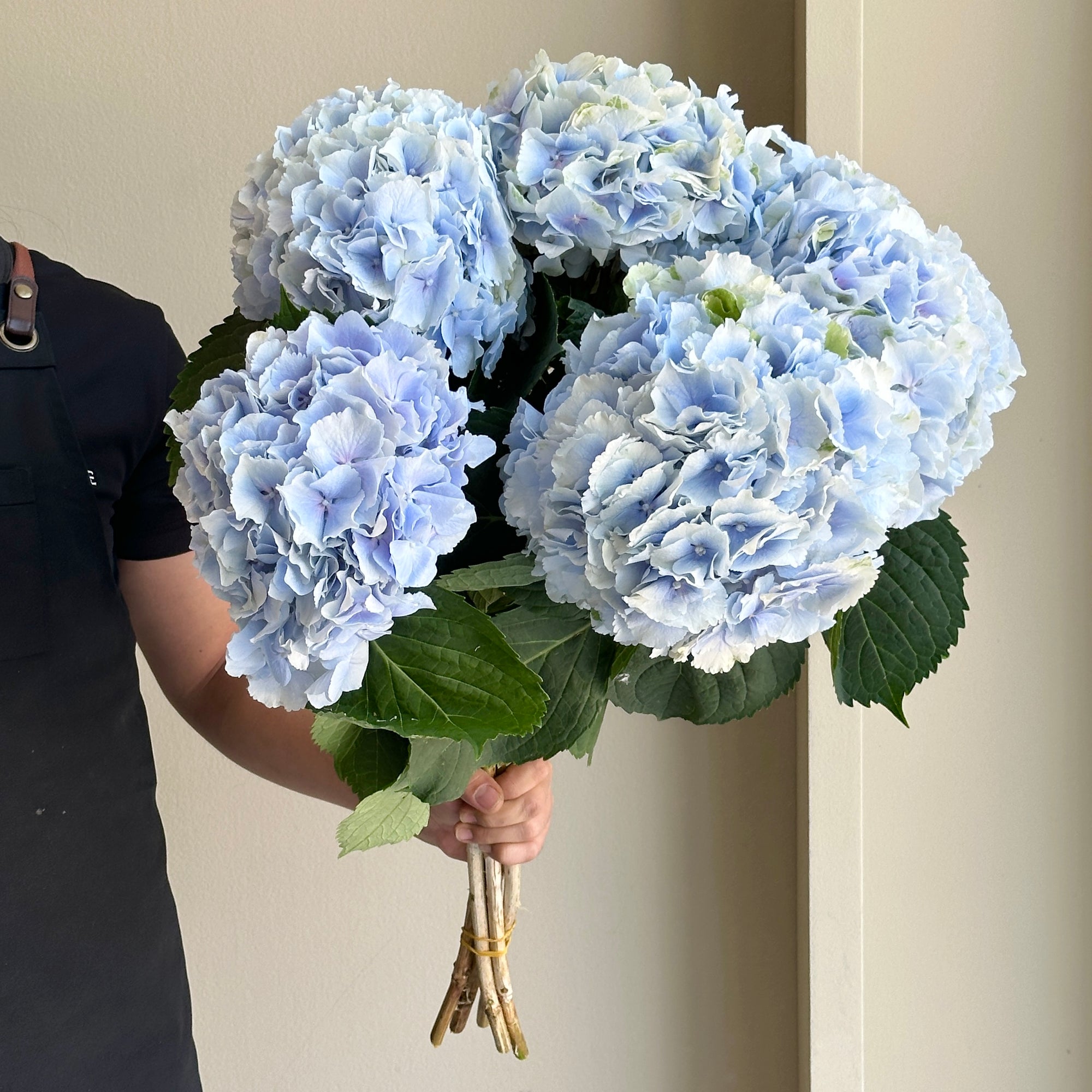 Hydrangeas - Verena Blue Classic