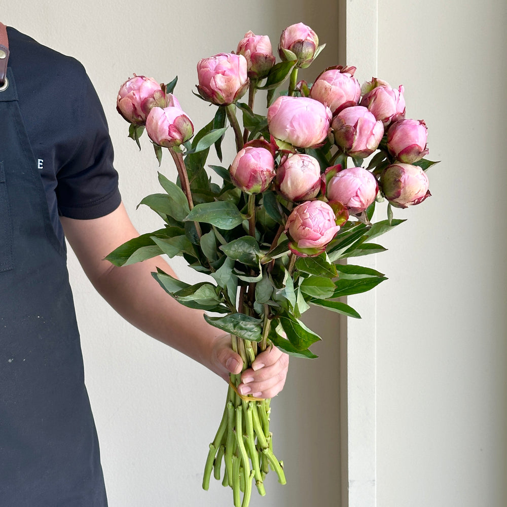 Peonies - Nick Shaylor (15 stems)