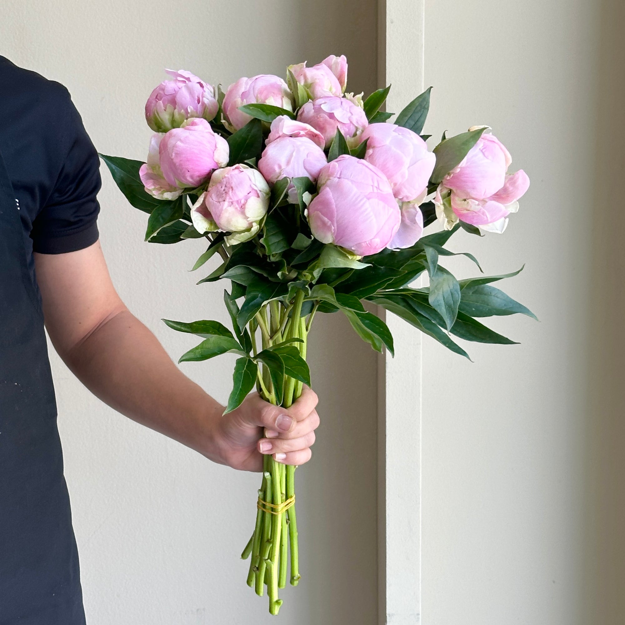 Peonies - Pink Giant