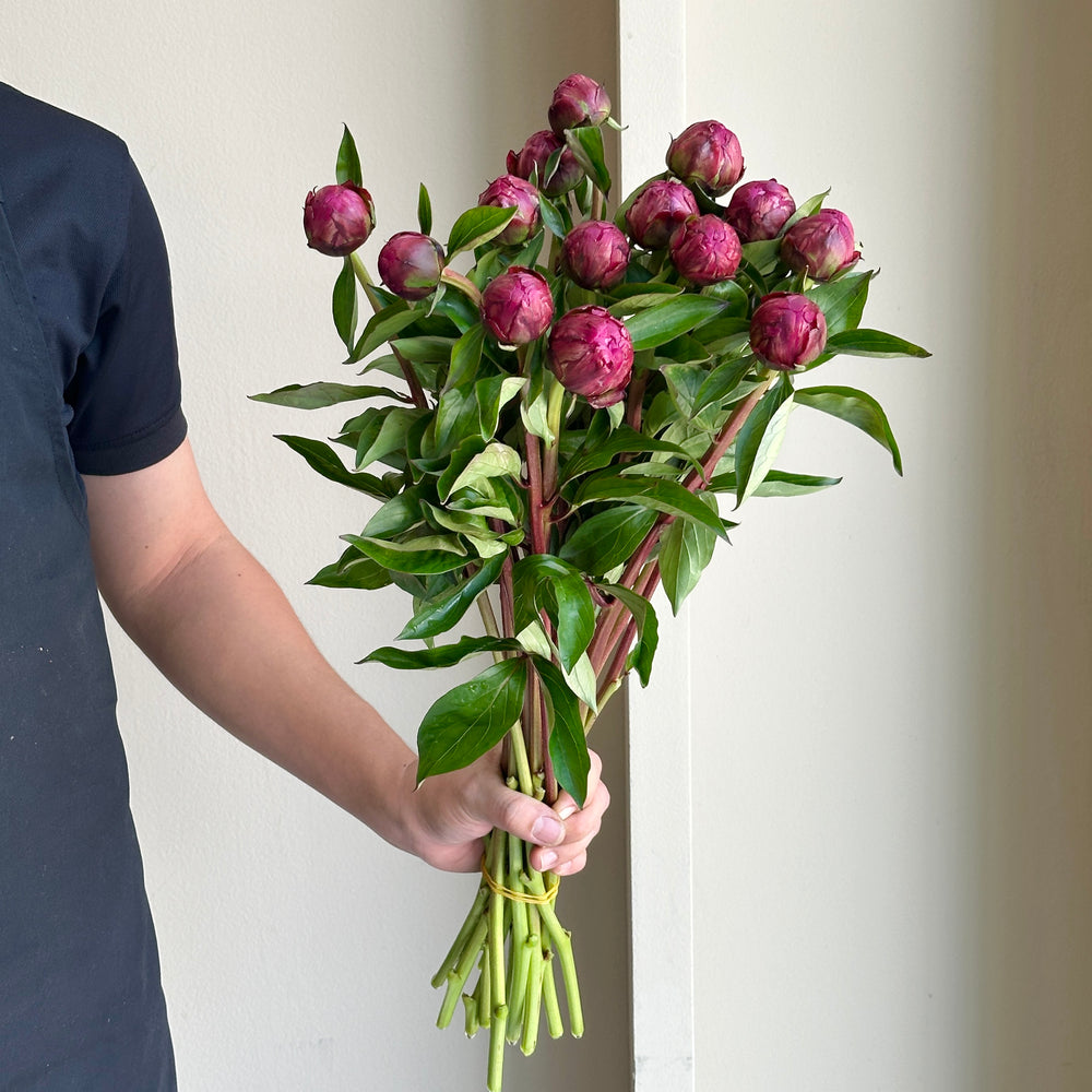 Peonies - Paul Wild (15 stems)