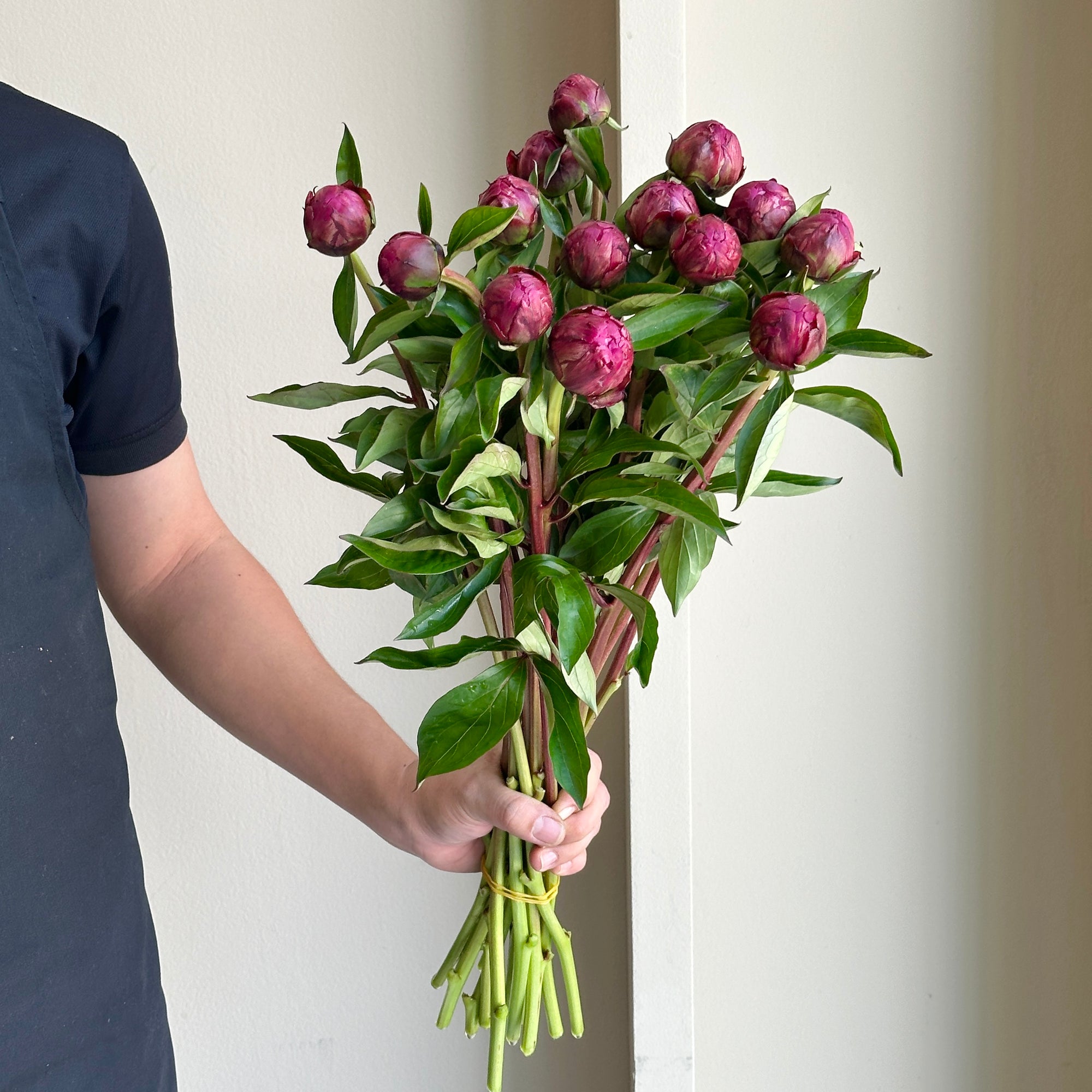 Peonies - Paul Wild (15 stems)