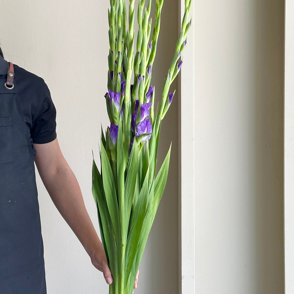 Gladioli - Sweet Blue