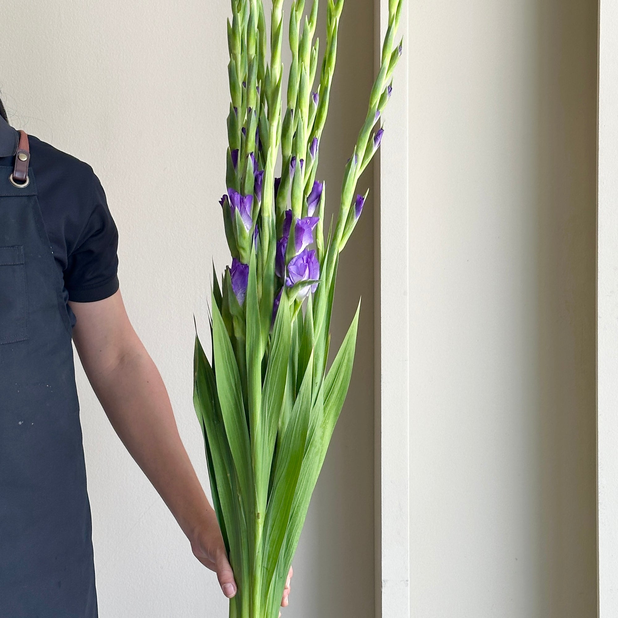 Gladioli - Sweet Blue