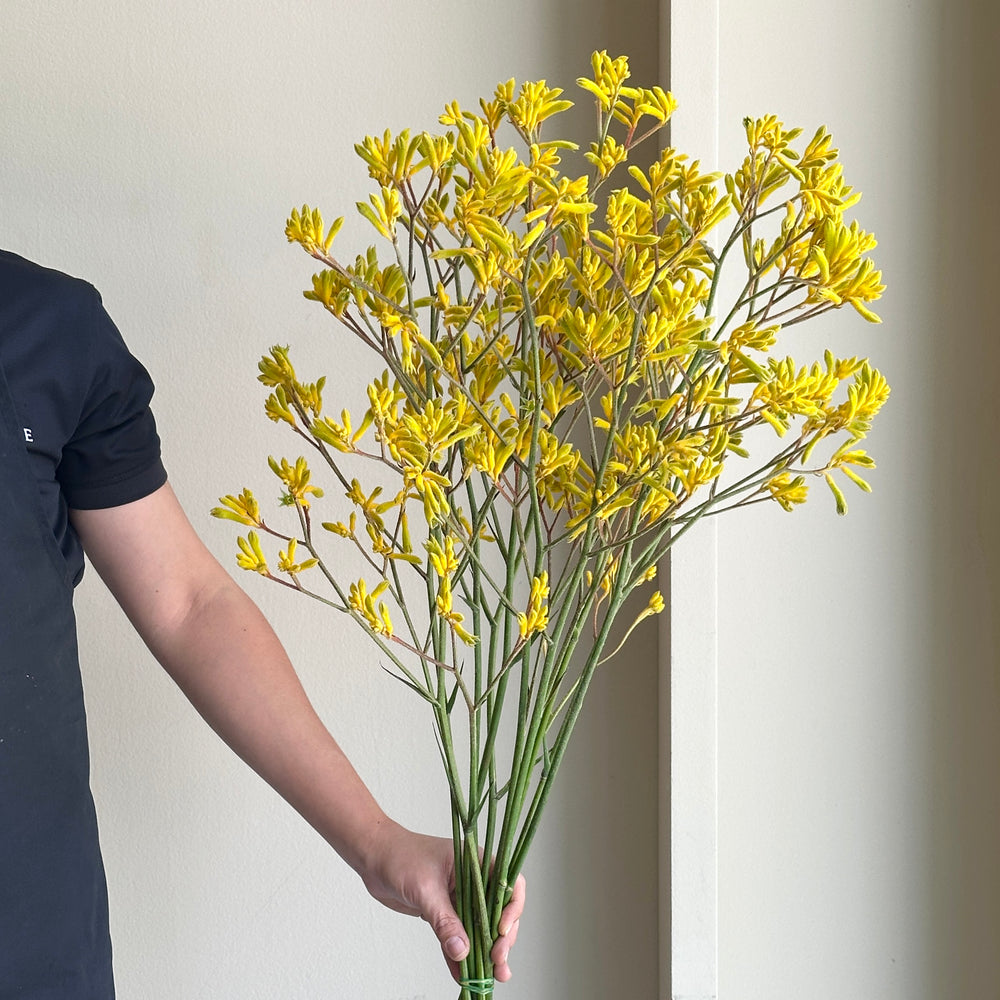 Kangaroo Paws - Light Yellow Gem