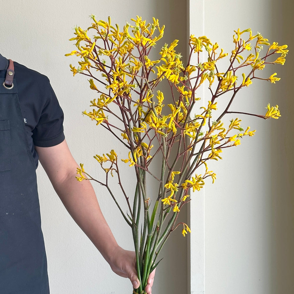 Kangaroo Paws - Yellow Gem