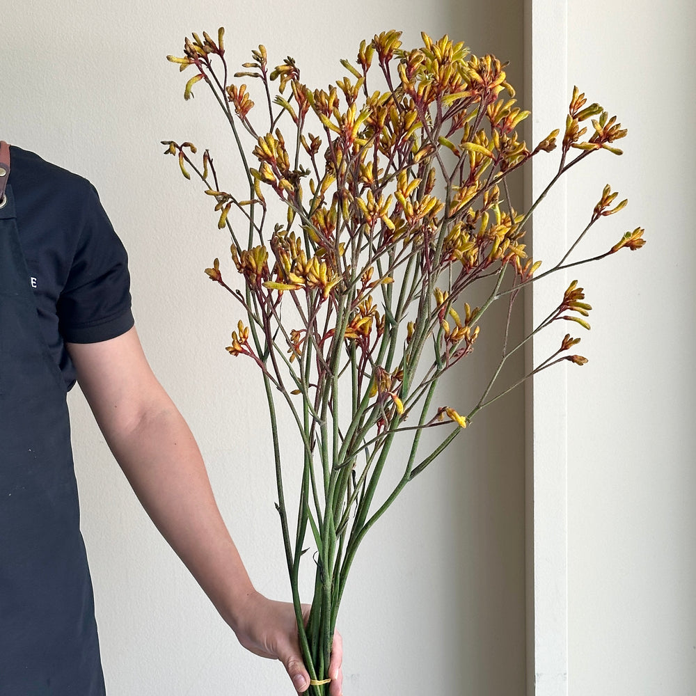 Kangaroo Paws - Orange