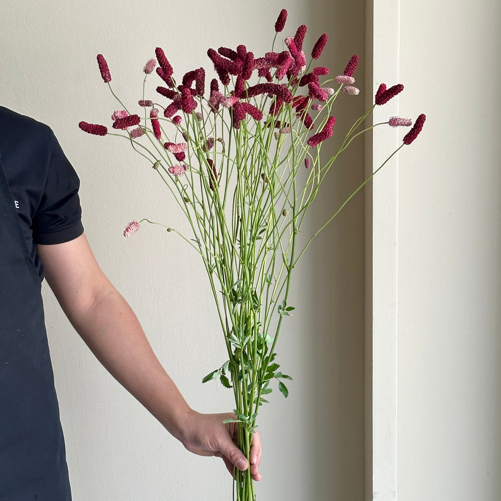 Sanguisorba - Red Silk