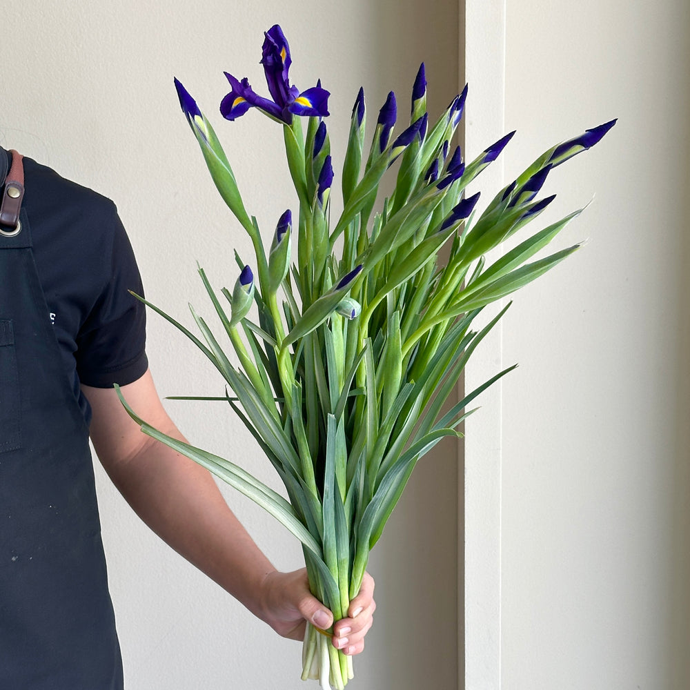 Iris Blue Magic