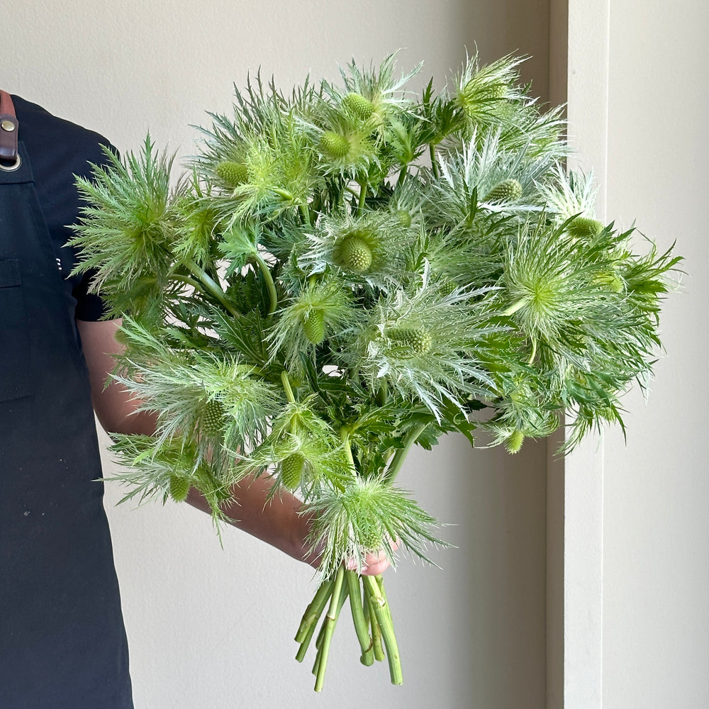 Eryngium - Love White Green