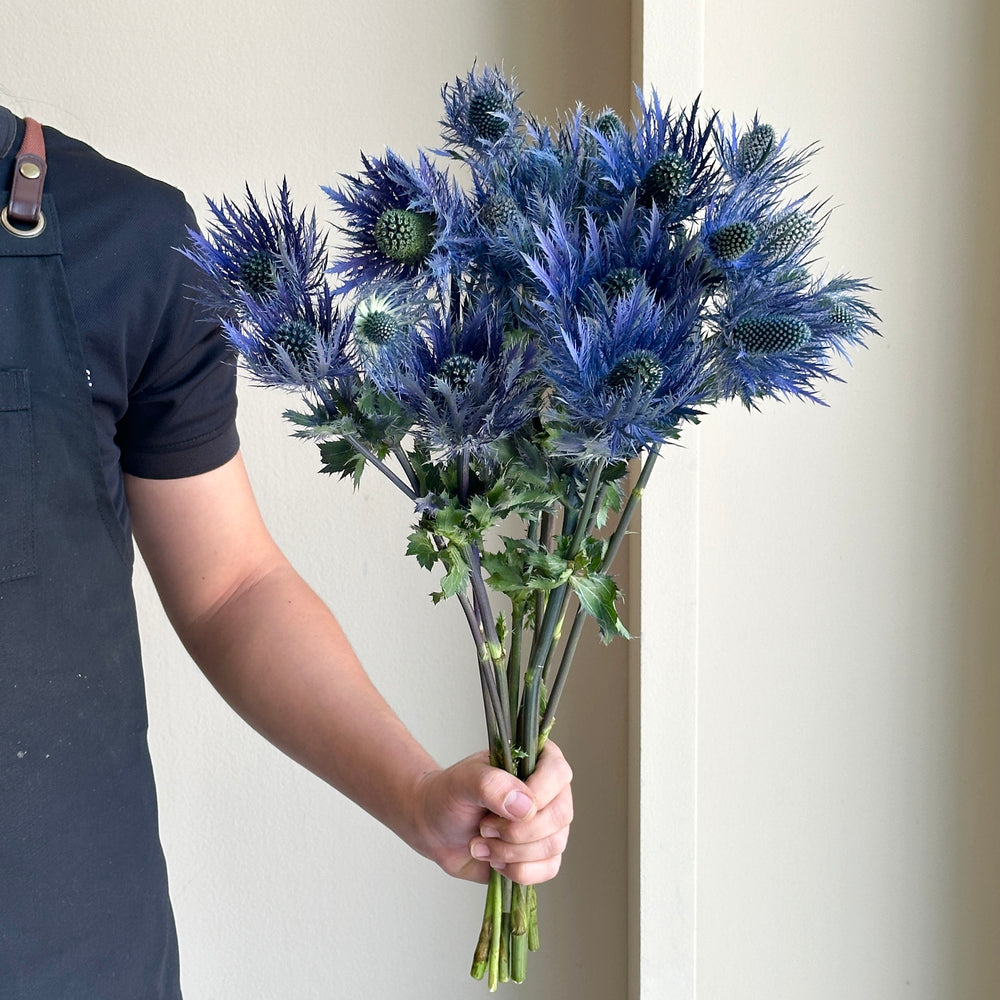 Eryngium - Alpinum White Star (10 Stems)