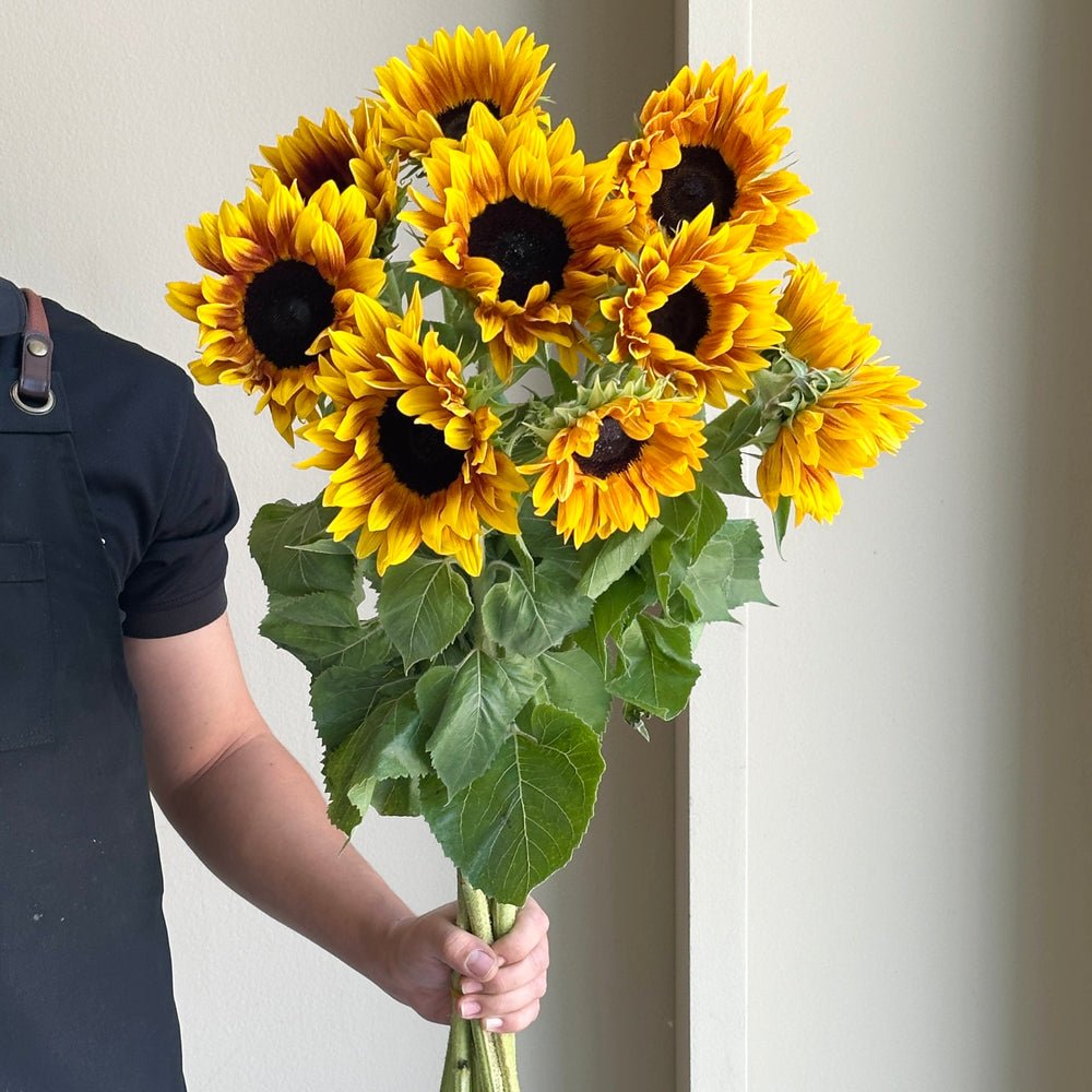 Sunflowers - Ziggy Yellow Brown