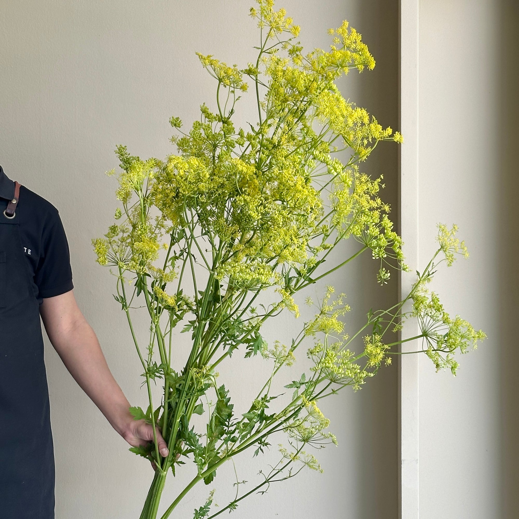 Fennel Flower Branch (Foeniculum Vulgare)(160cm)