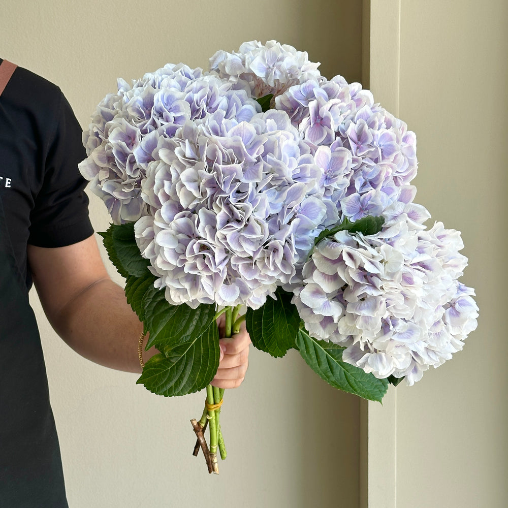Hydrangeas - Old Dutch Lavender (small)