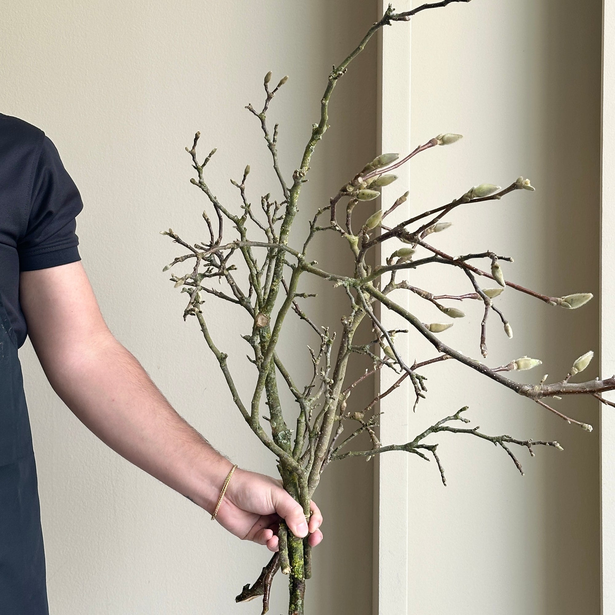 Magnolia Grandiflora Branches