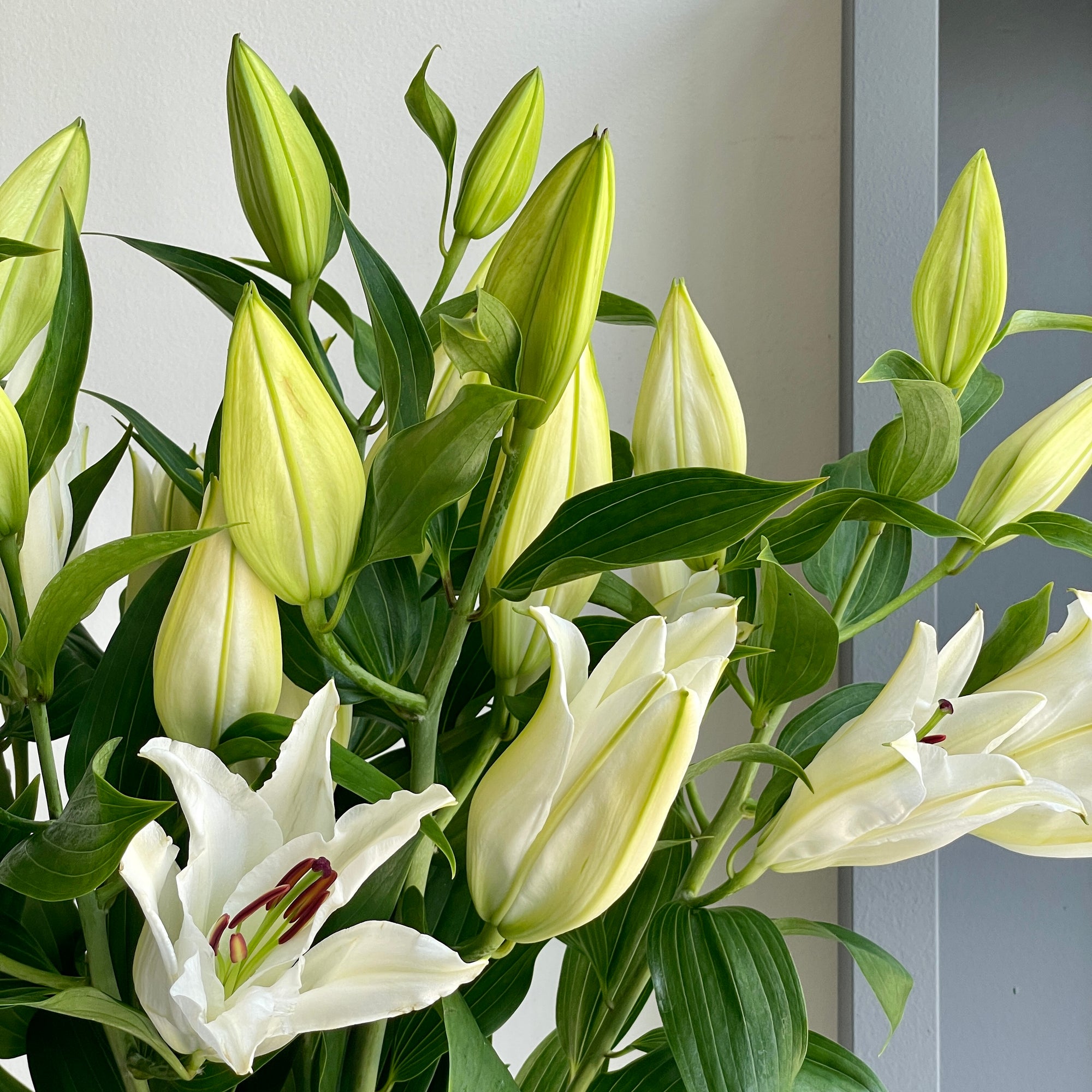 Lilies Oriental - Premium Blond White