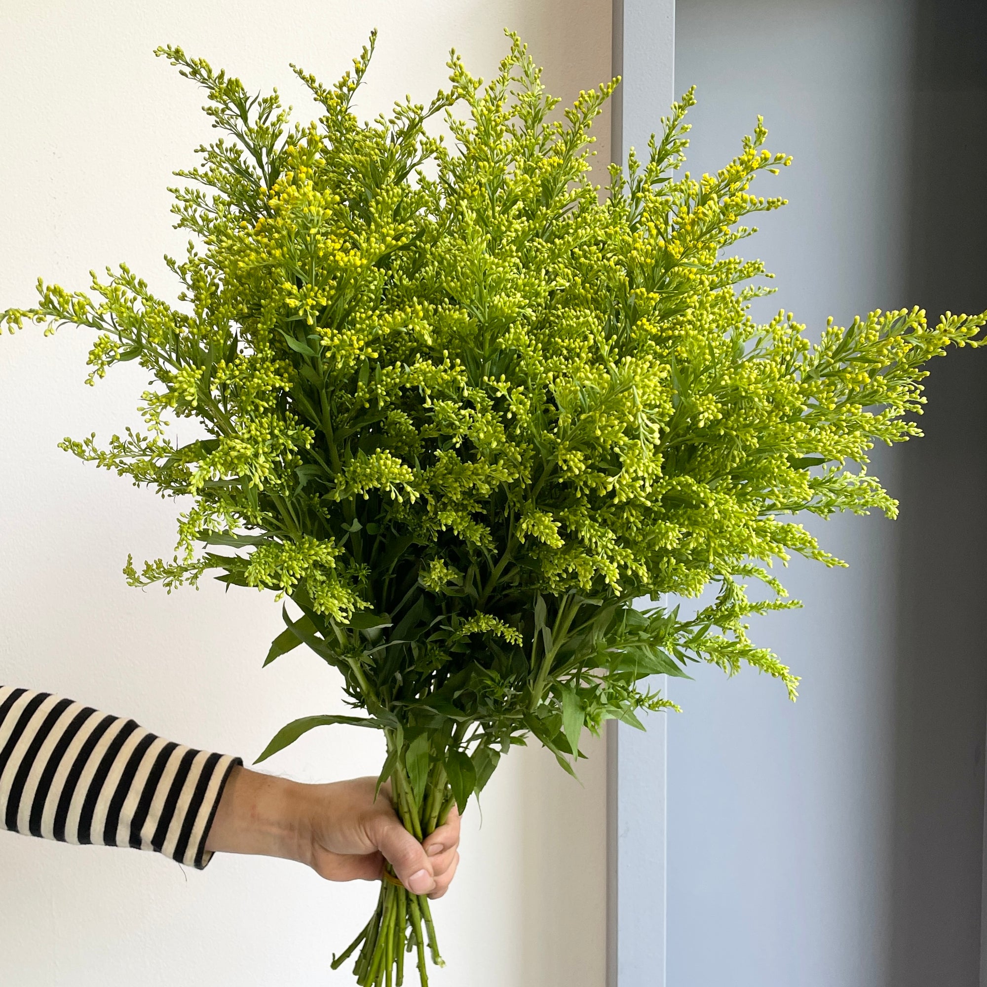 Solidago Carzan Glory