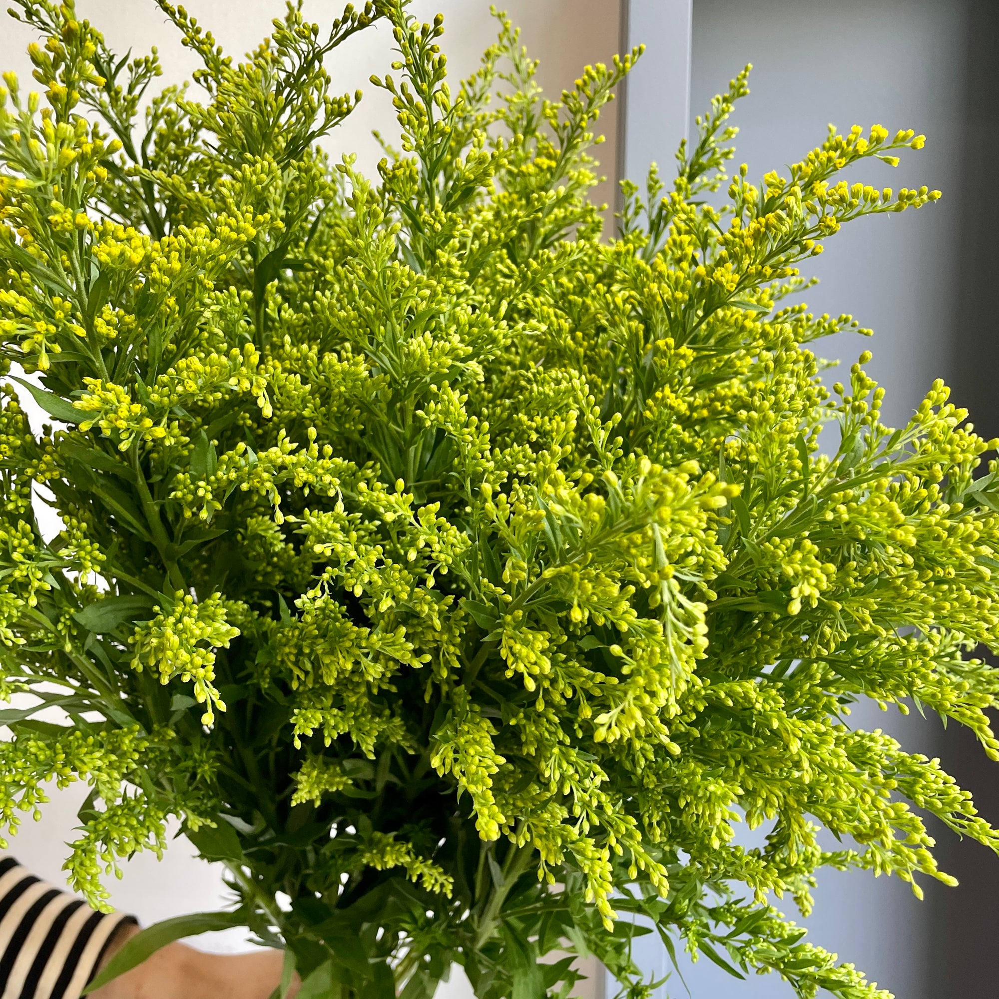 Solidago Carzan Glory