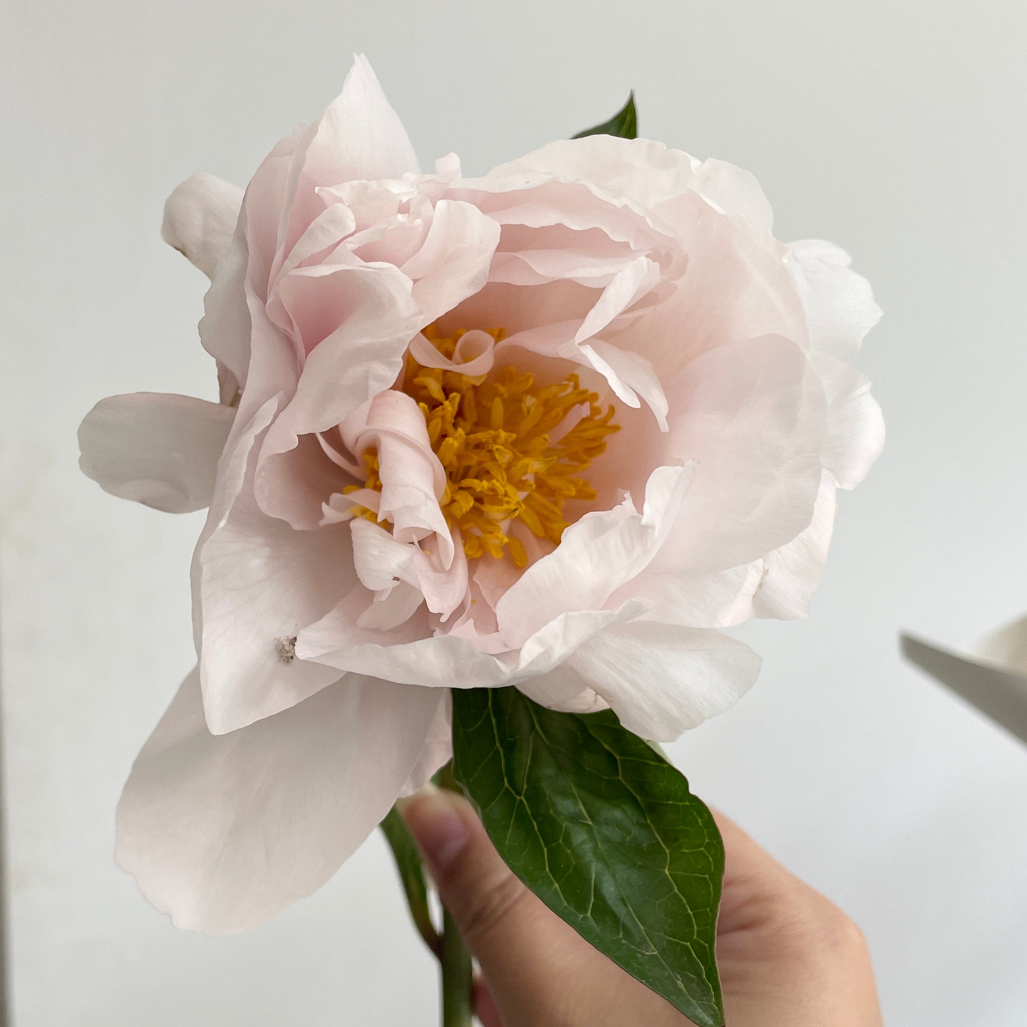 Peonies - Pink Vanguard