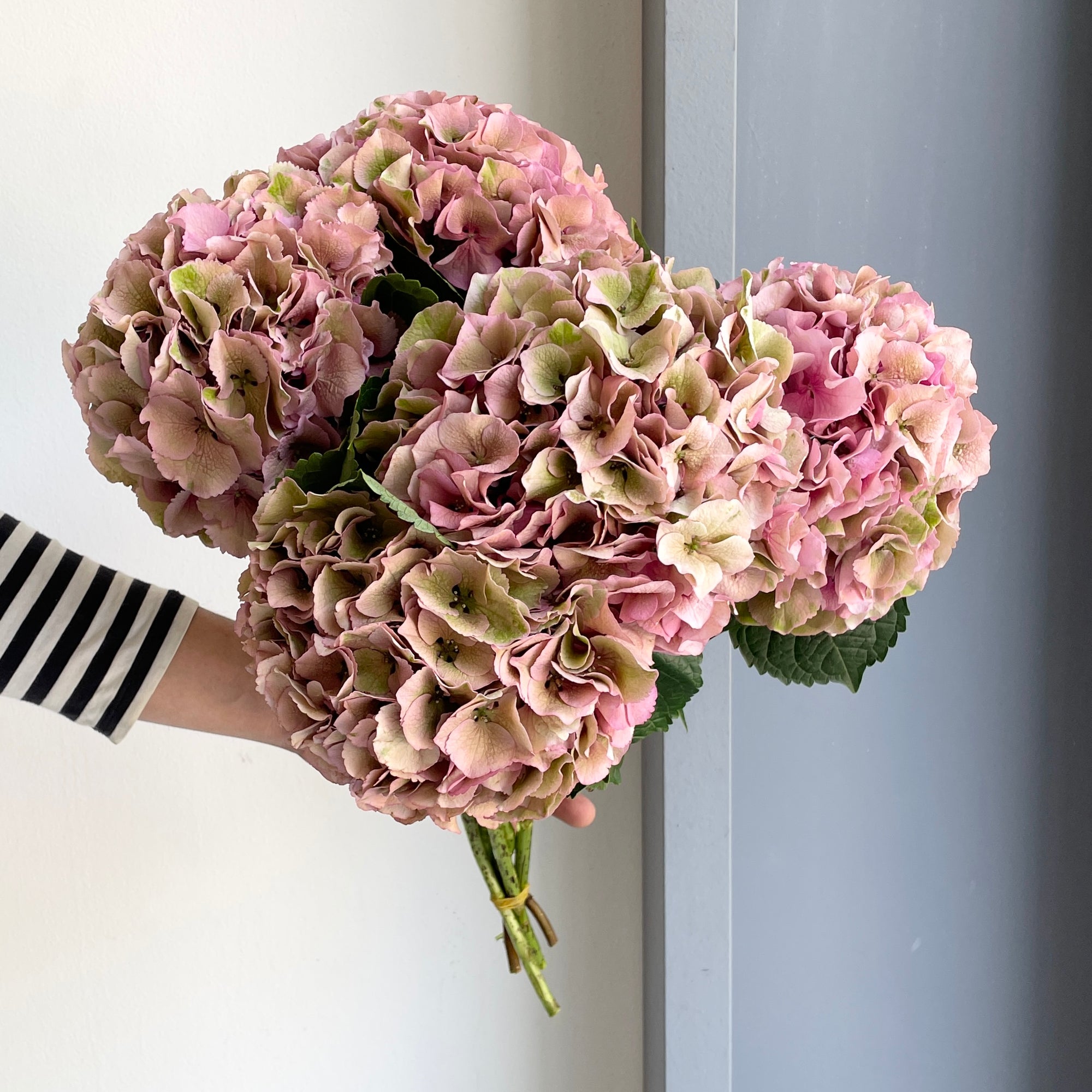 Hydrangeas - Royal Palace Classic