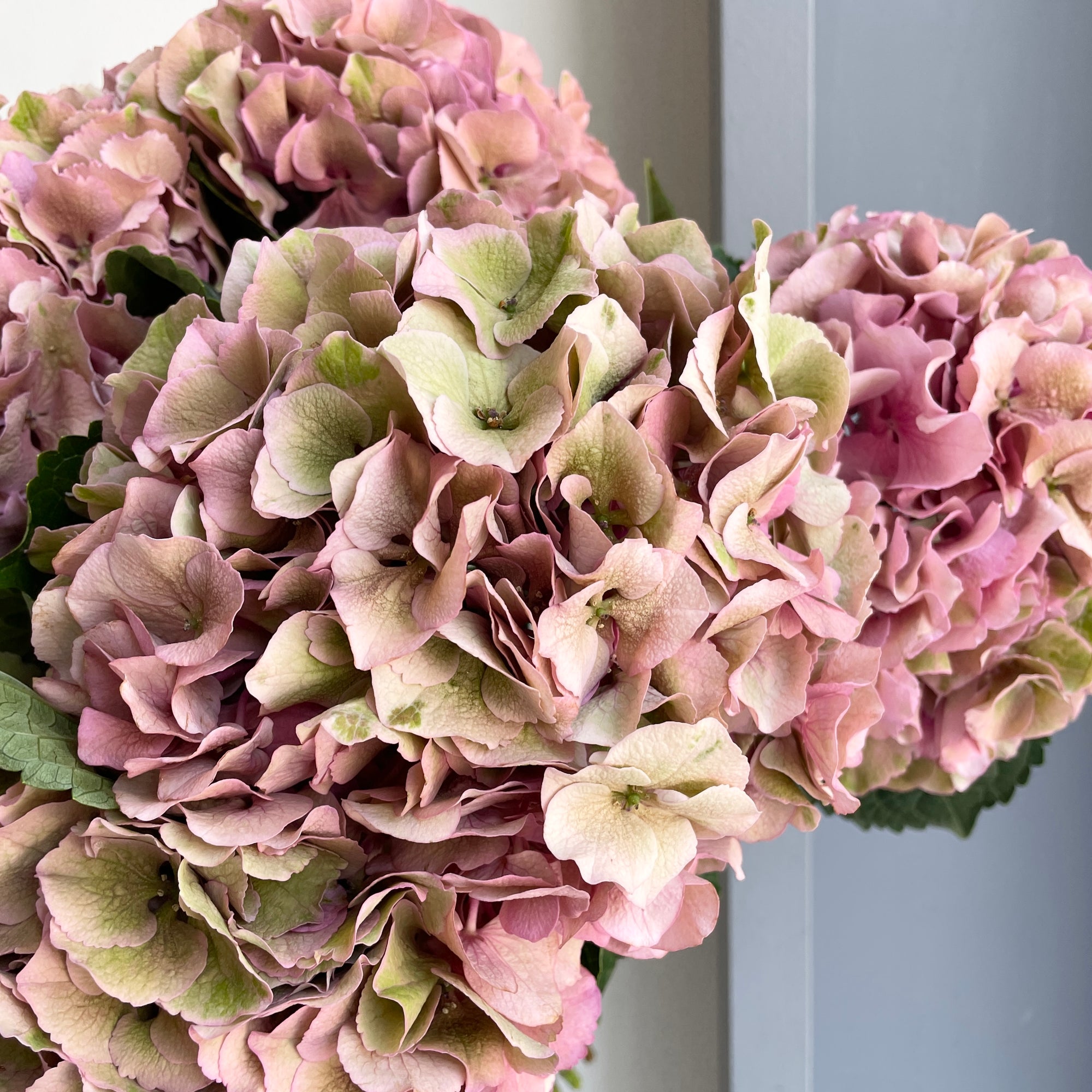 Hydrangeas - Royal Palace Classic