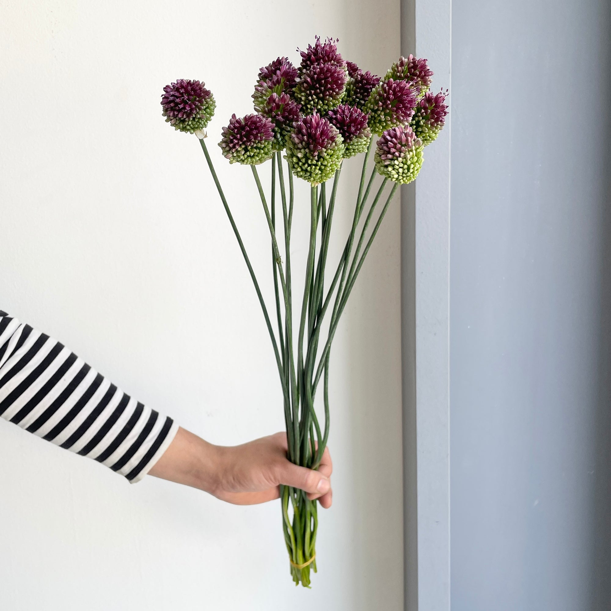 Alliums - Kogels Purple