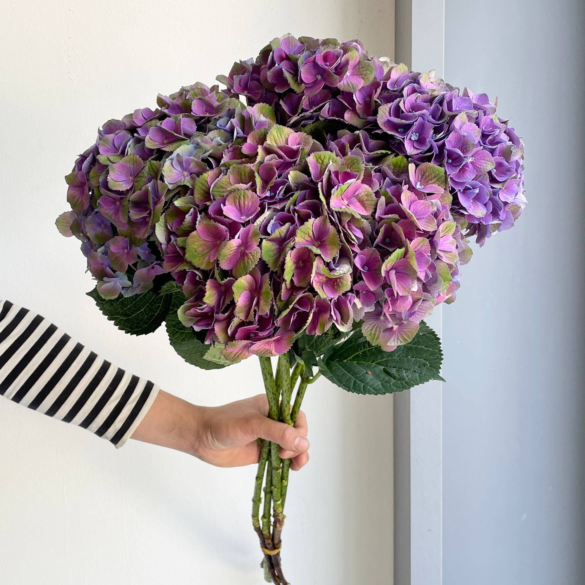Hydrangeas - Mistral Extra