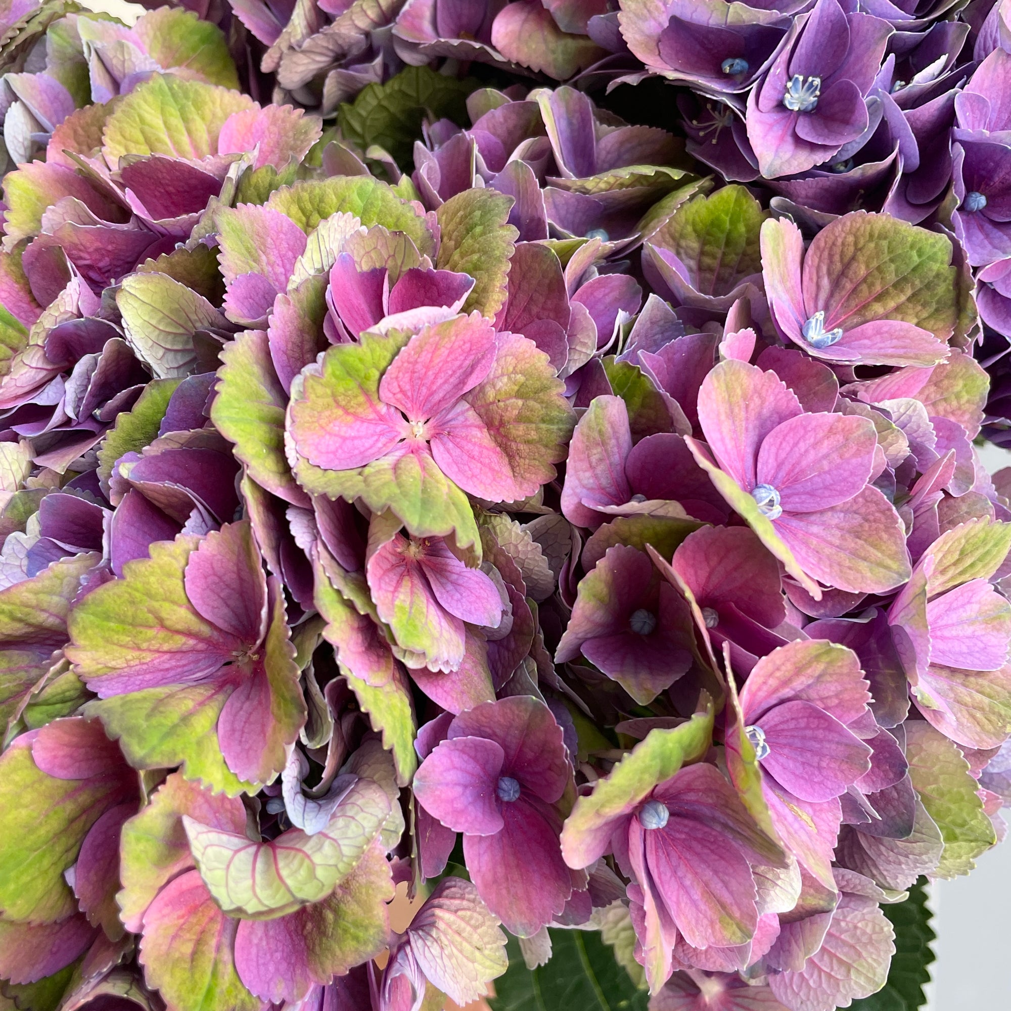 Hydrangeas - Mistral Extra