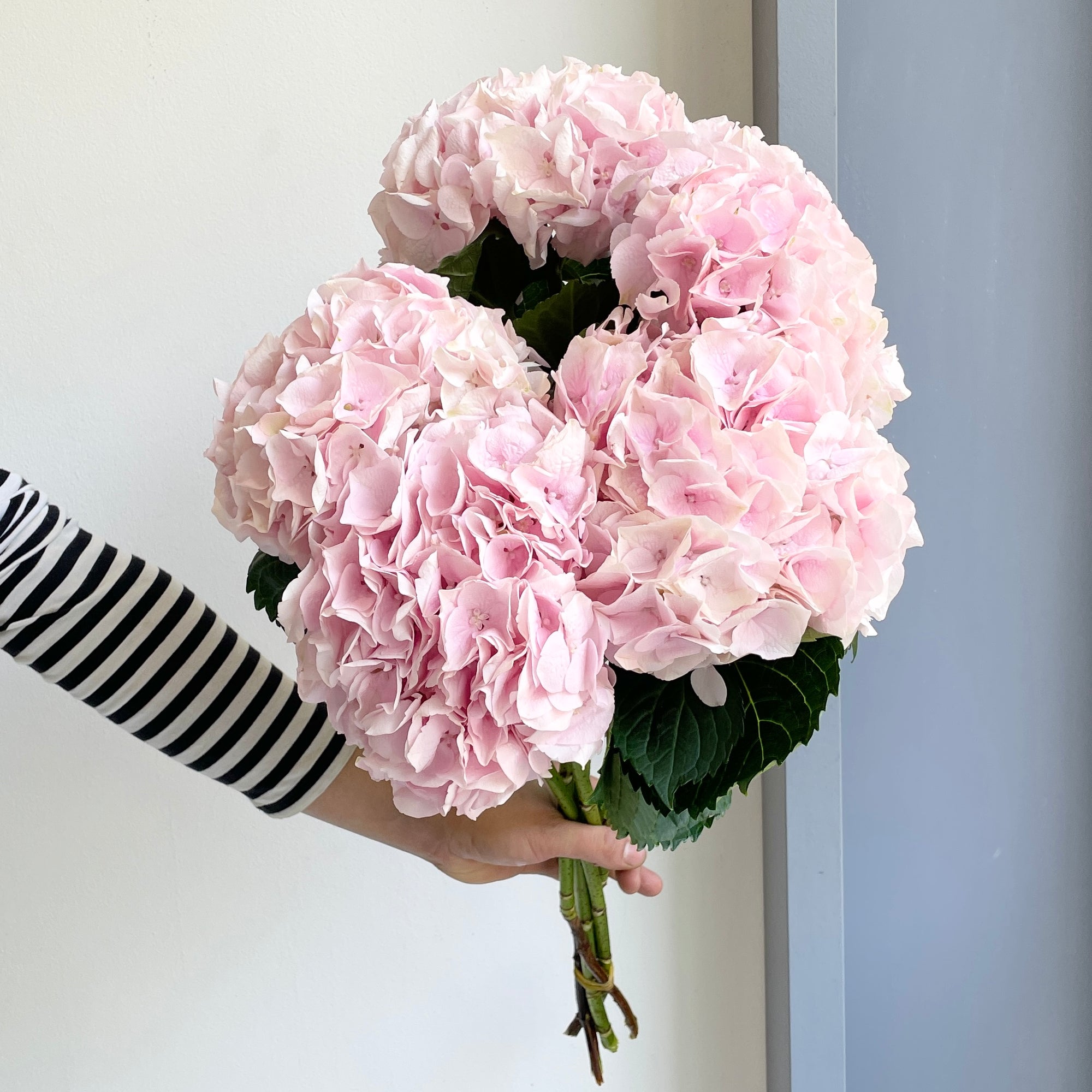 Hydrangeas - My Pink Touch
