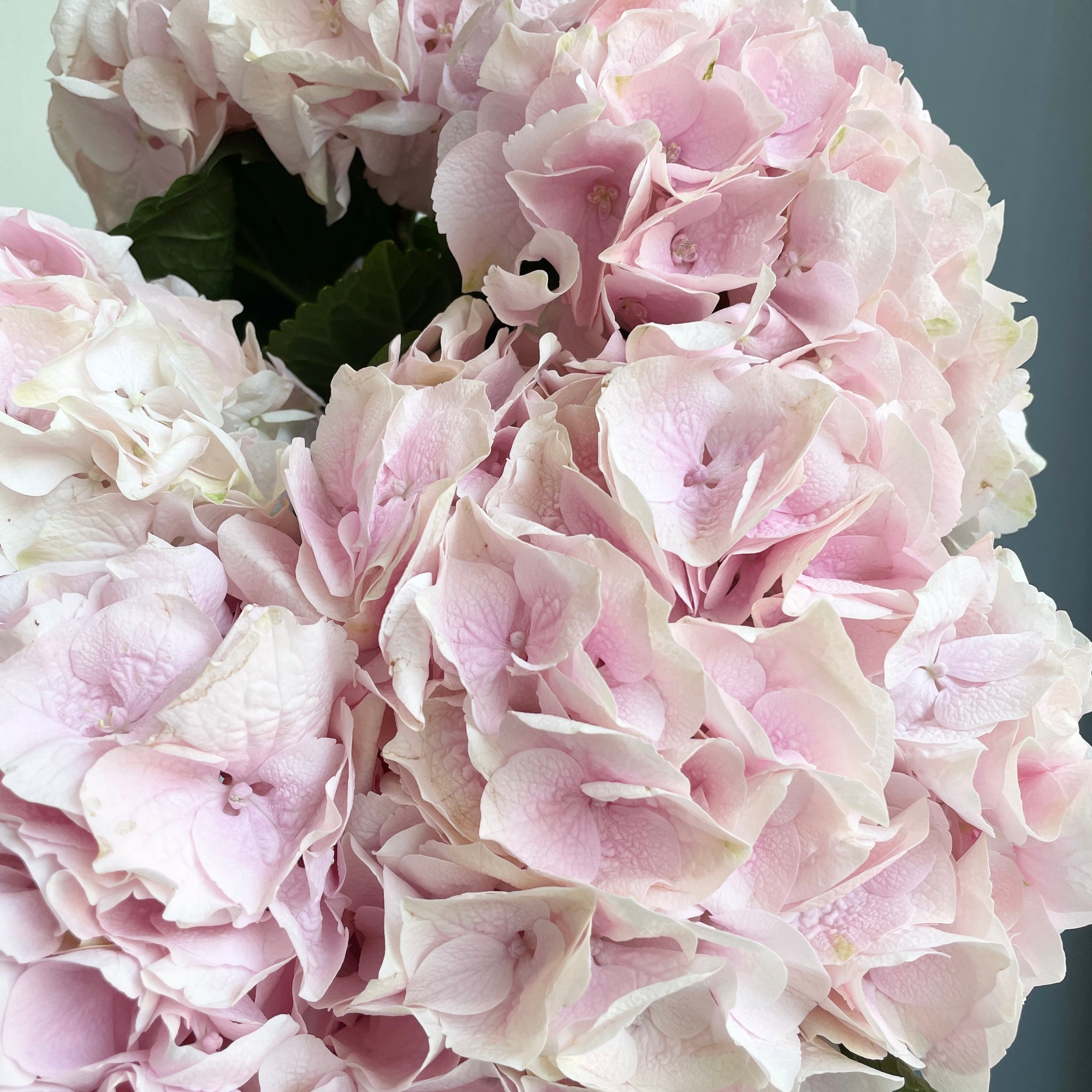 Hydrangeas - My Pink Touch