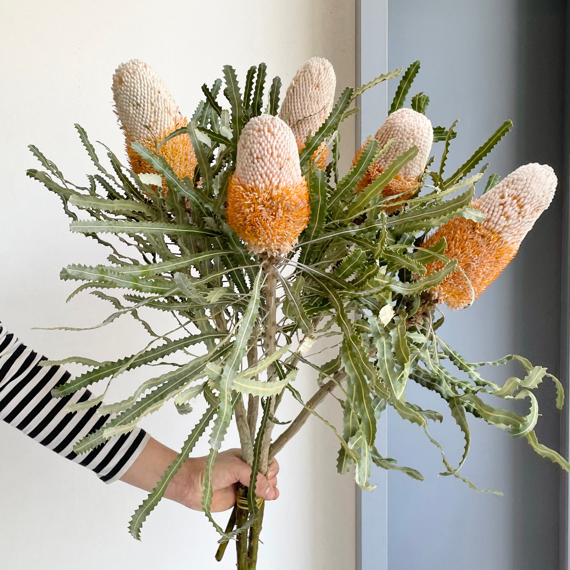 Banksia Prionotes