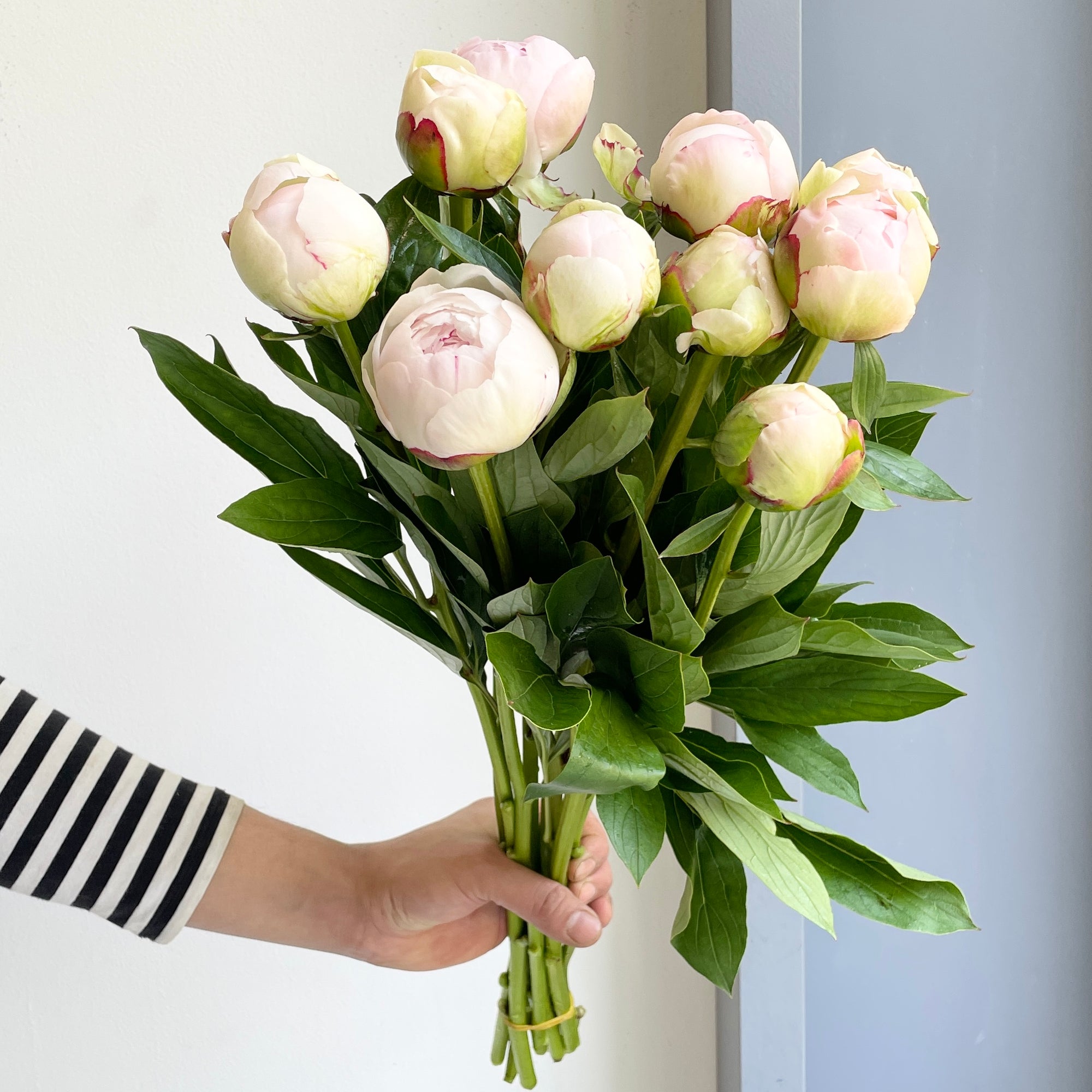 Peonies - Blush Queen Pink Xxl