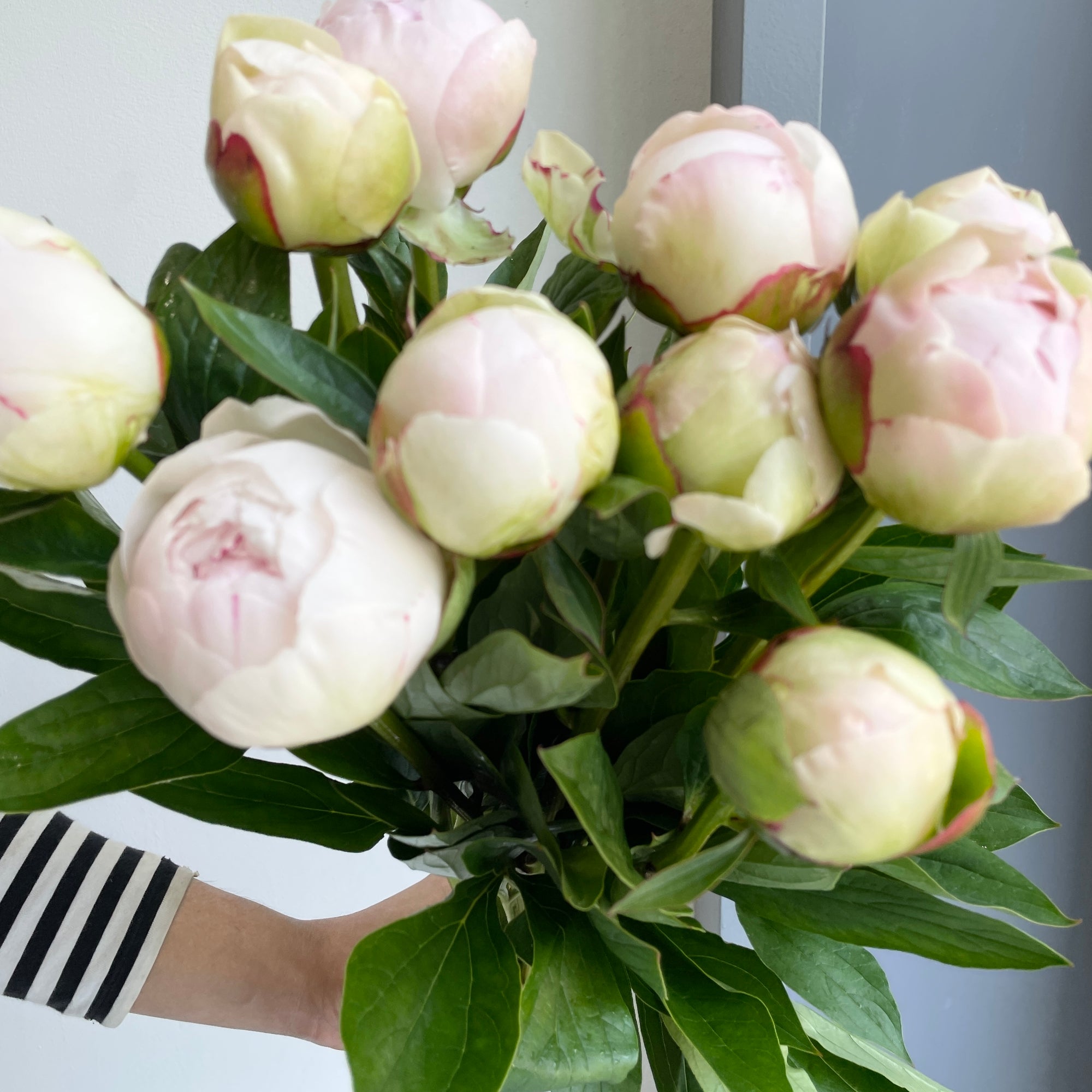 Peonies - Blush Queen Pink Xxl