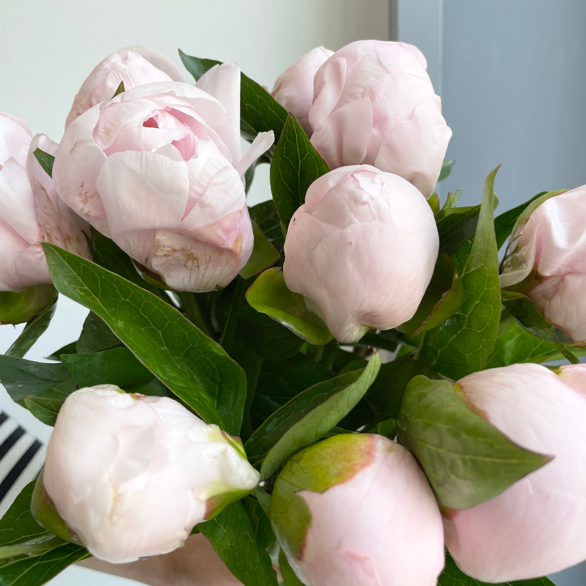 Peonies - Pink Vanguard