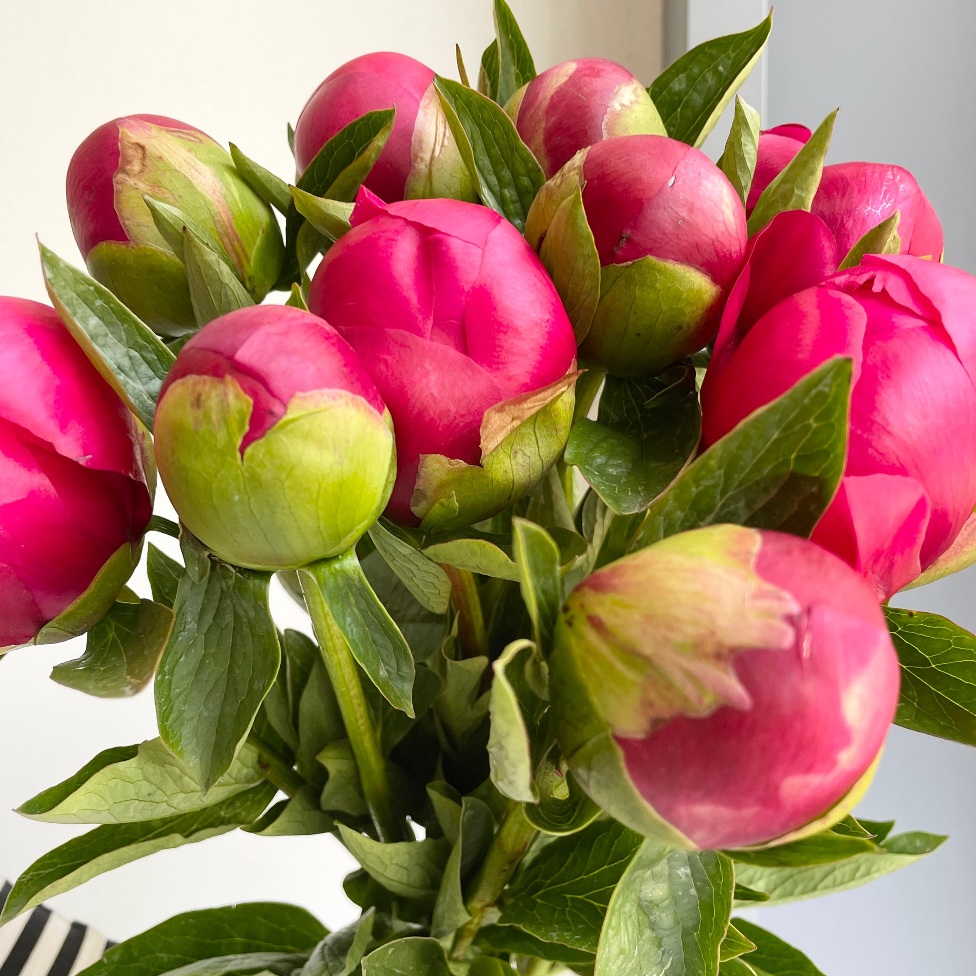 Peonies - Belgravia Red Pink Xl