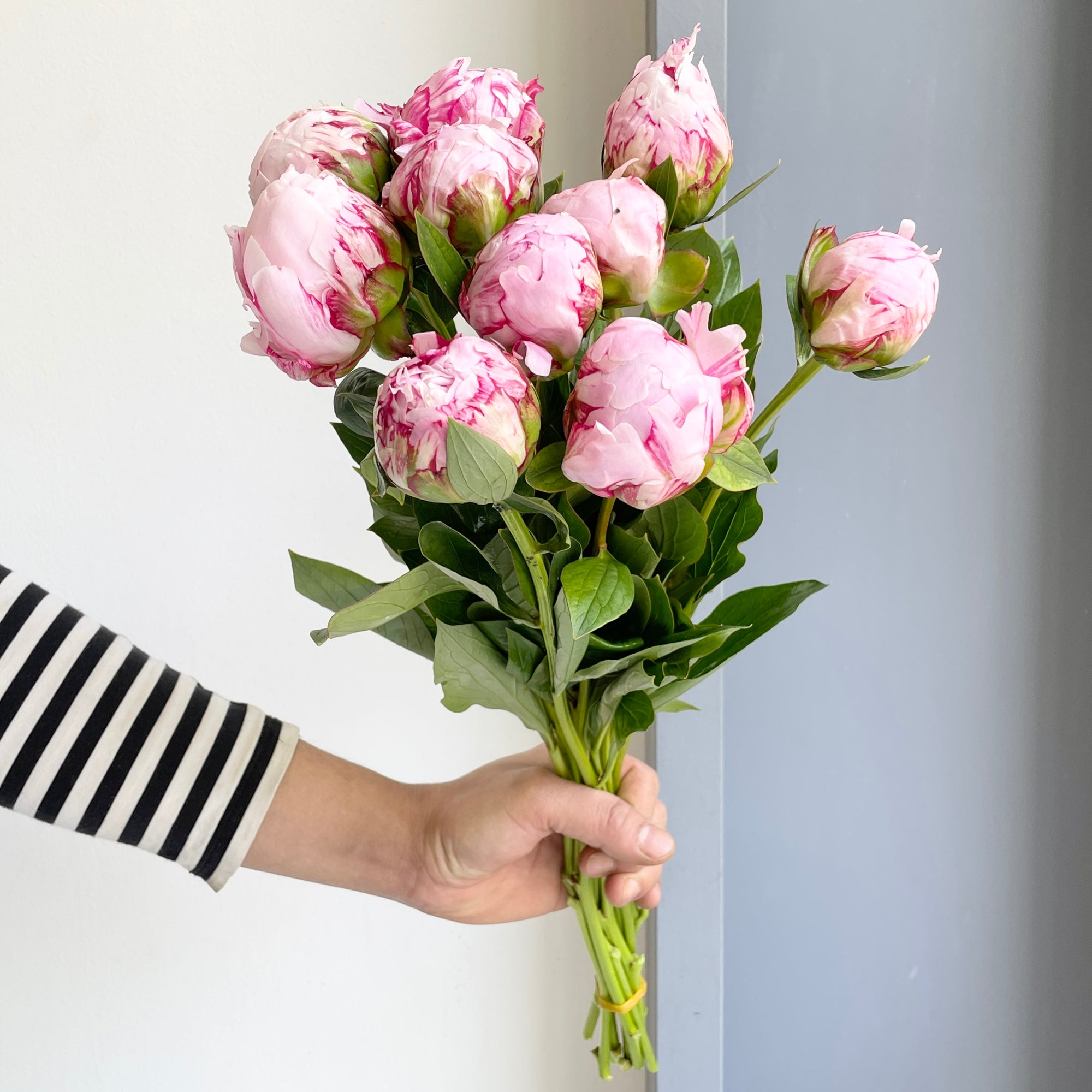 Peonies - Sarah Bernhardt Pink
